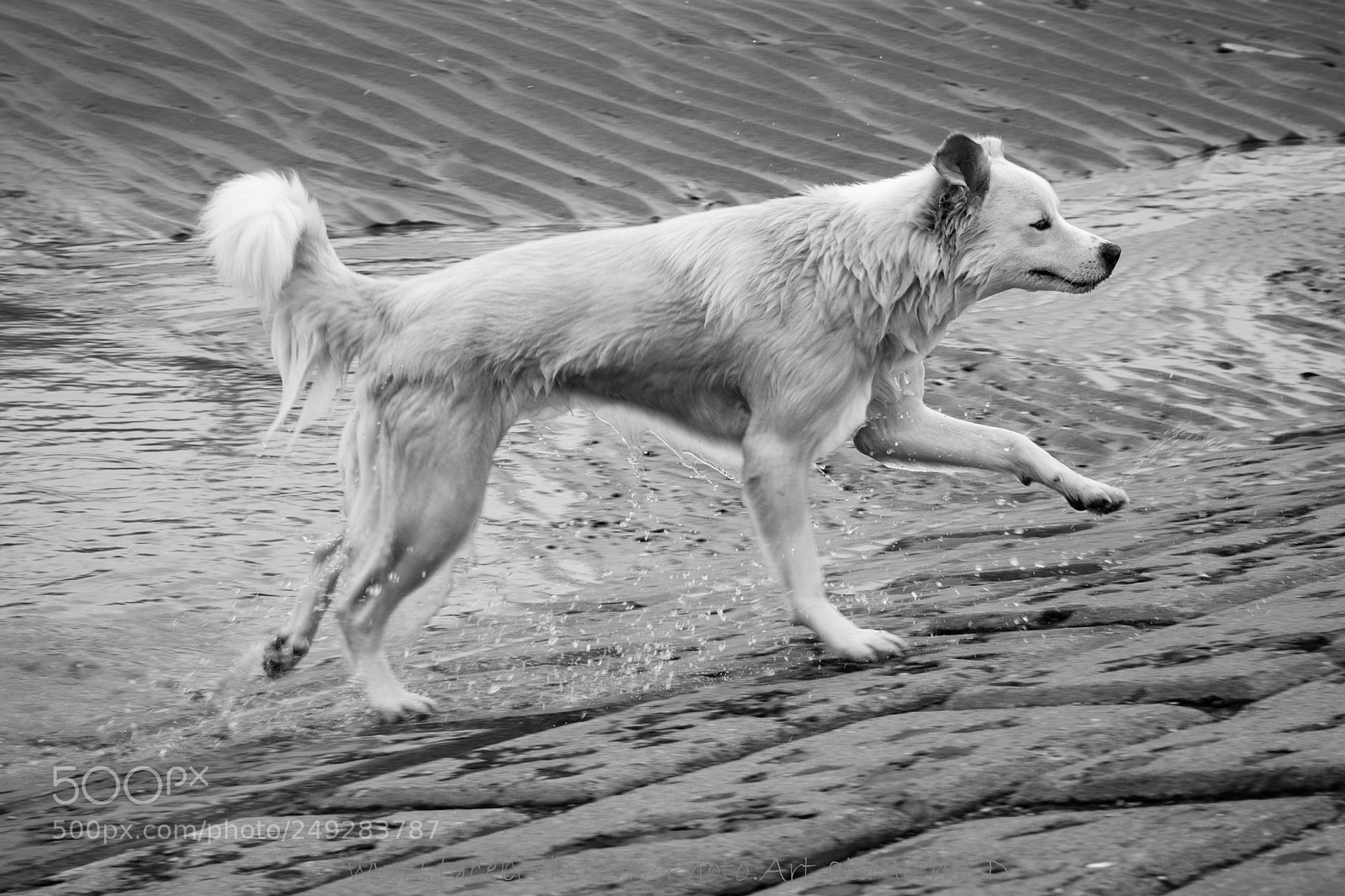 Nikon D5300 sample photo. Swimming photography