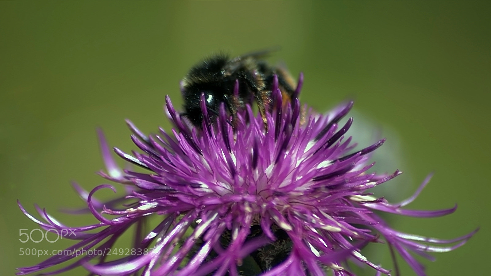 Nikon D3000 sample photo. Shaggy photography