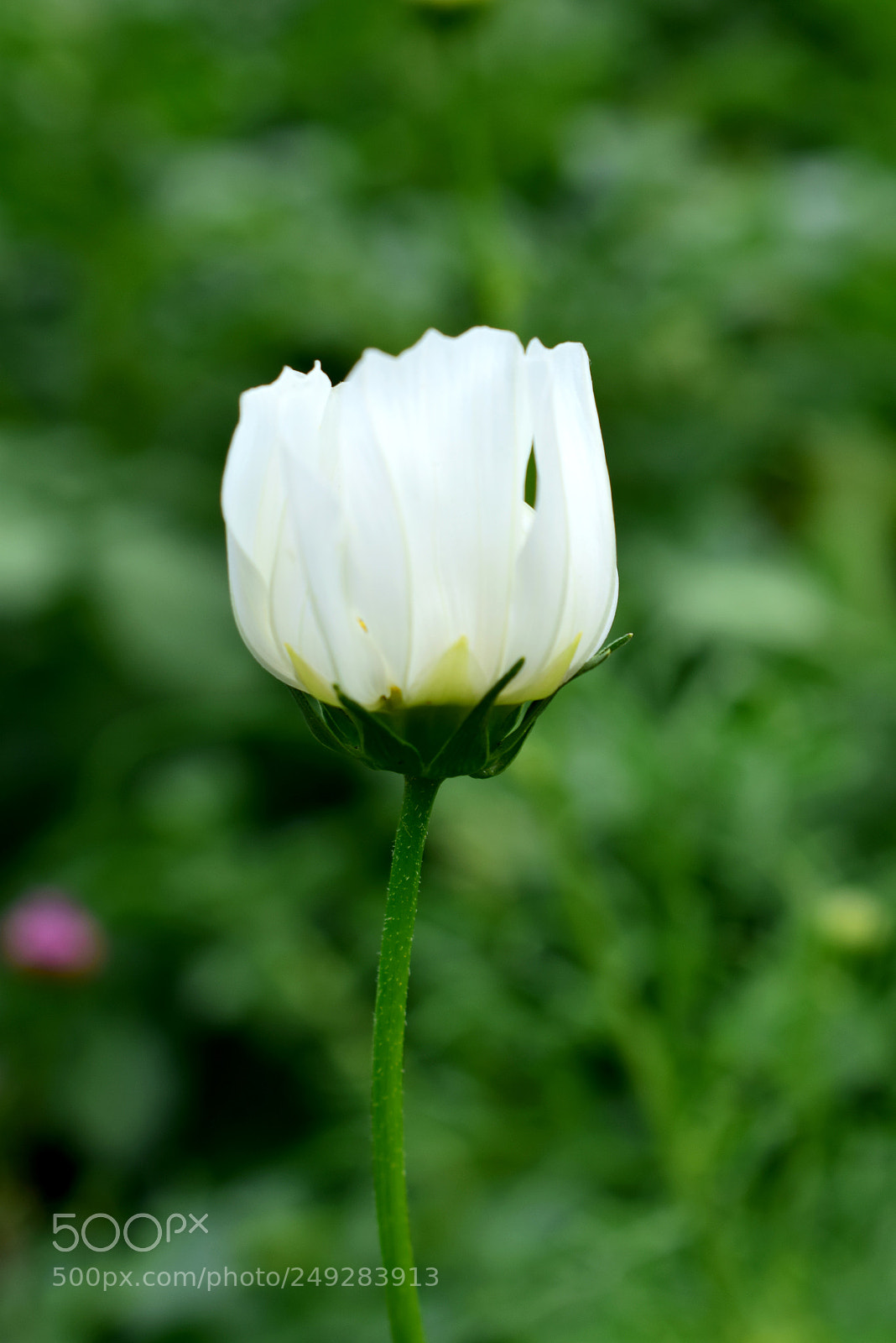 Nikon D3300 sample photo. Космея photography