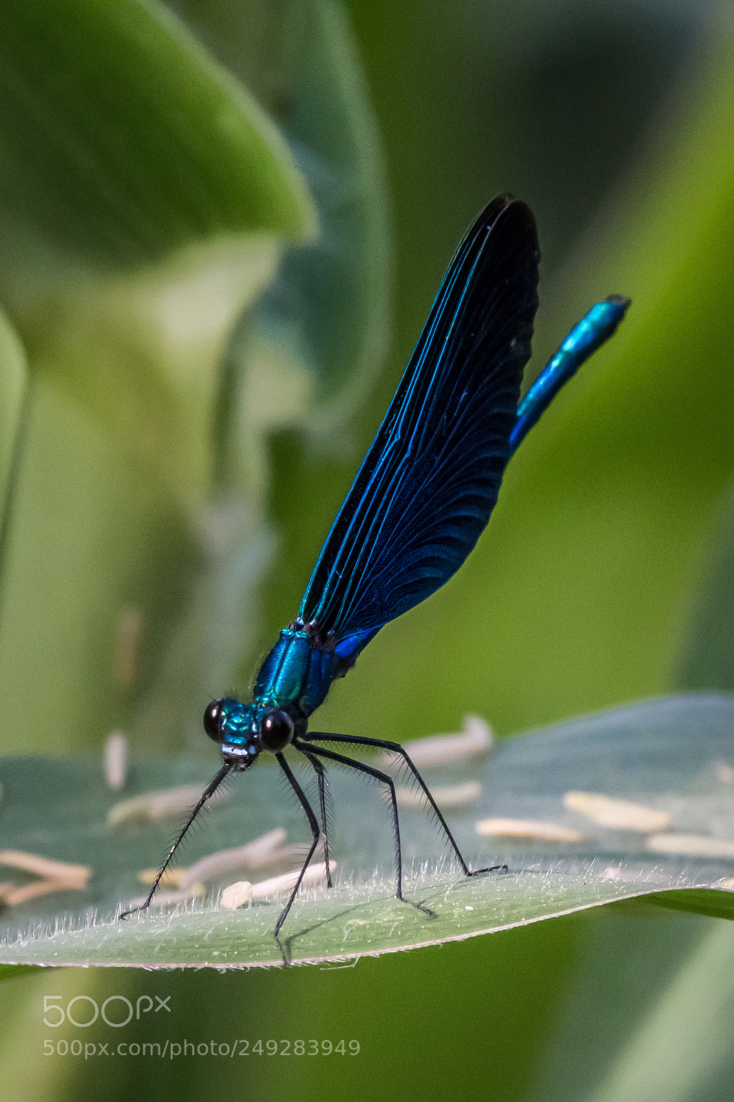 Nikon D500 sample photo. Dragonfly photography