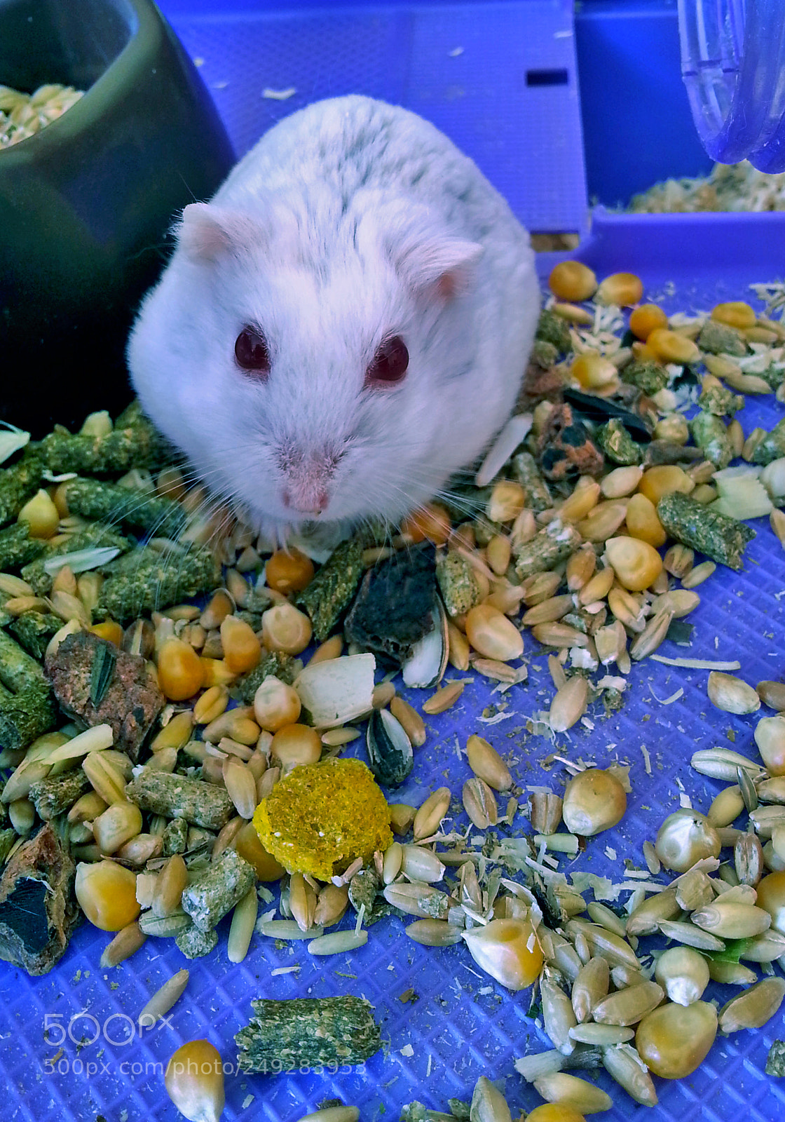 Samsung Galaxy Note2 sample photo. Mouse photography