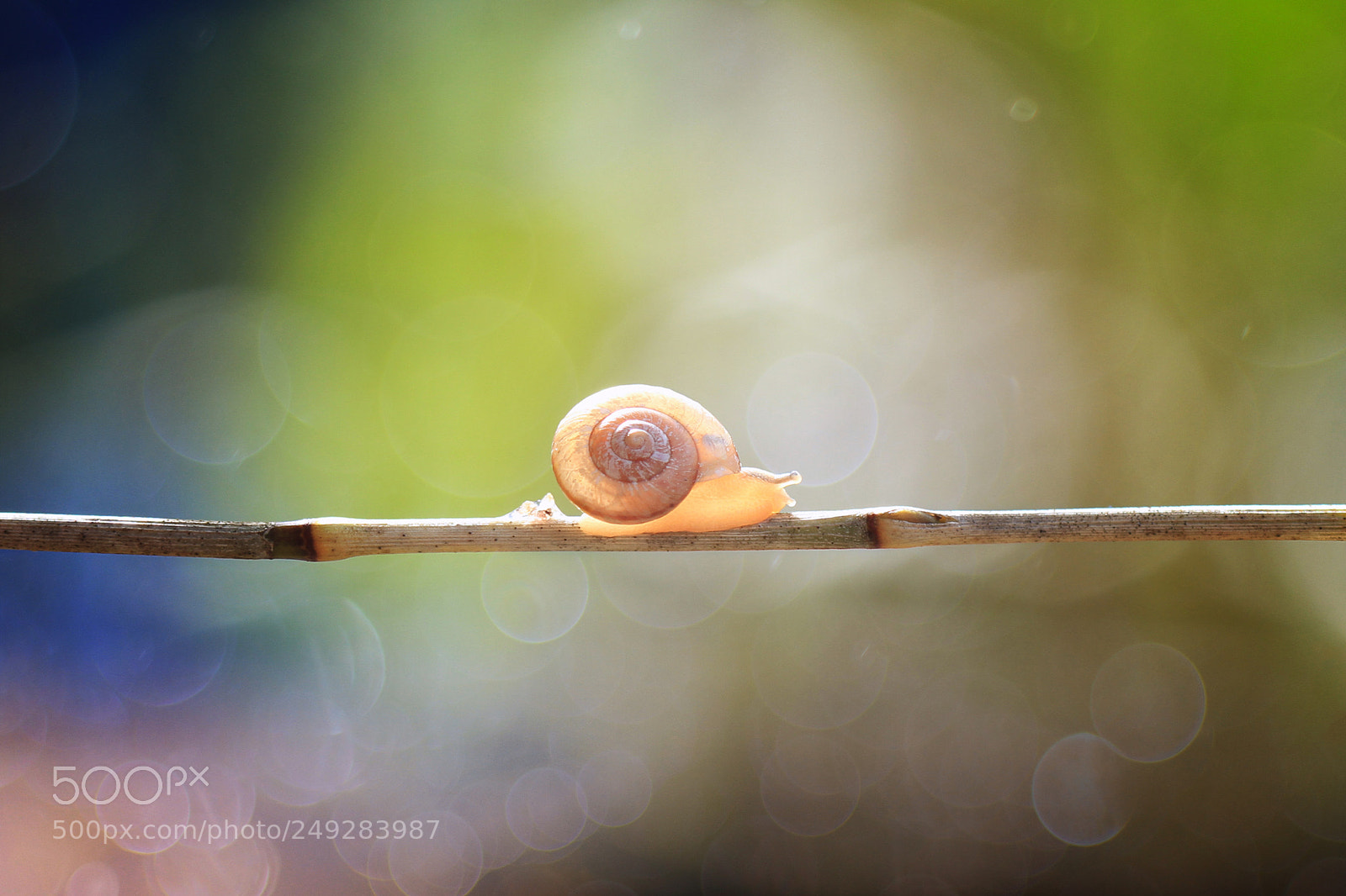 Canon EOS 7D sample photo. Snail photography