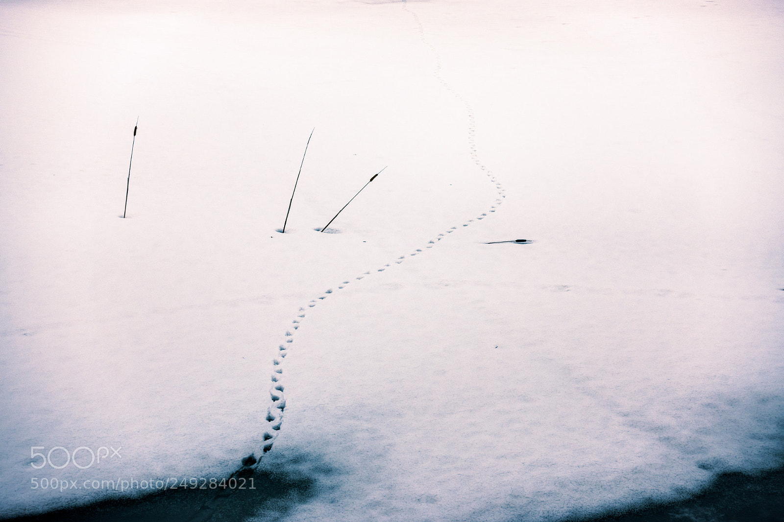 Sony DSC-RX100M5 sample photo. Winter pond photography