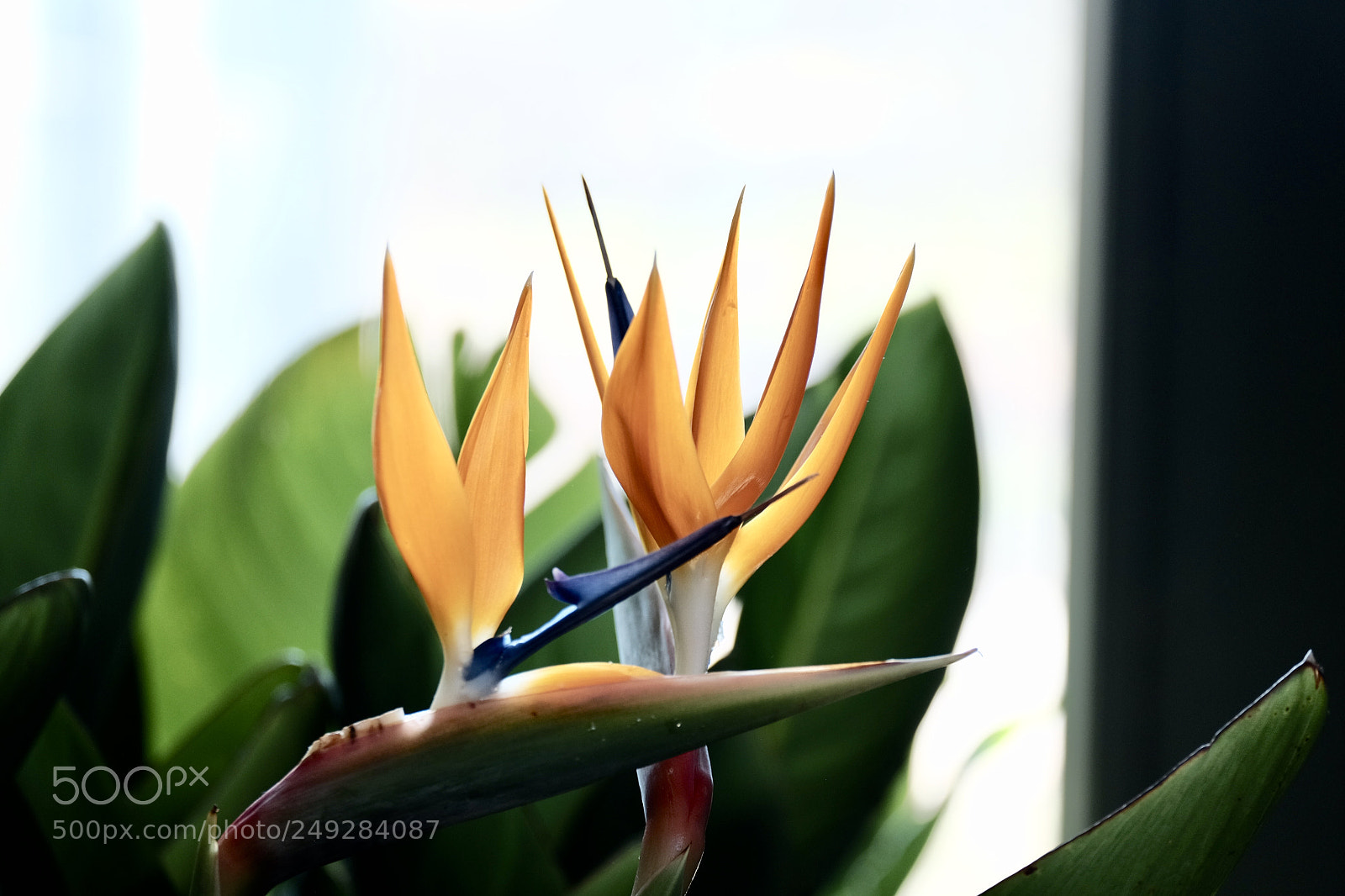 Fujifilm X-T1 sample photo. Botanischen garten tübingen photography