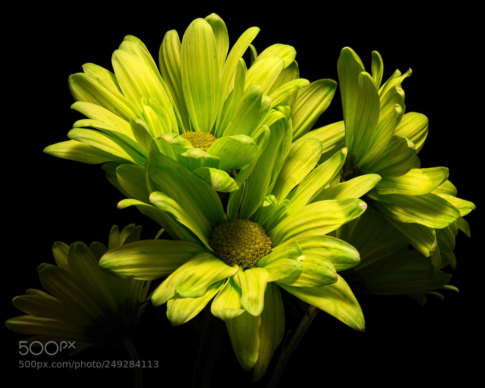 Nikon D810 sample photo. Green daisies 1123 photography