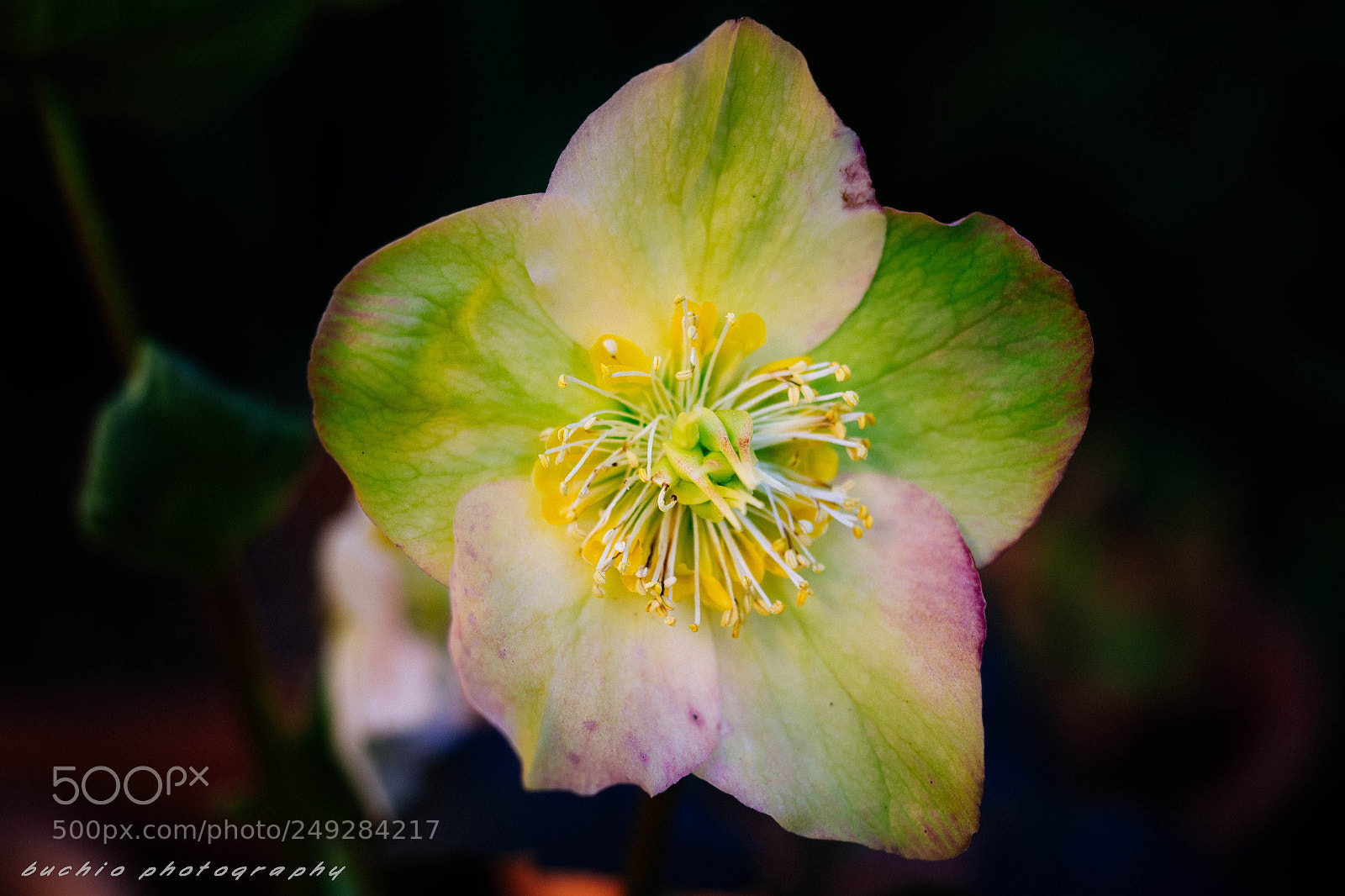 Olympus OM-D E-M1 sample photo. Helleborus photography