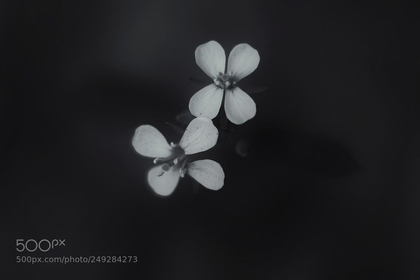 Canon EOS 7D Mark II sample photo. Mustard flowers photography