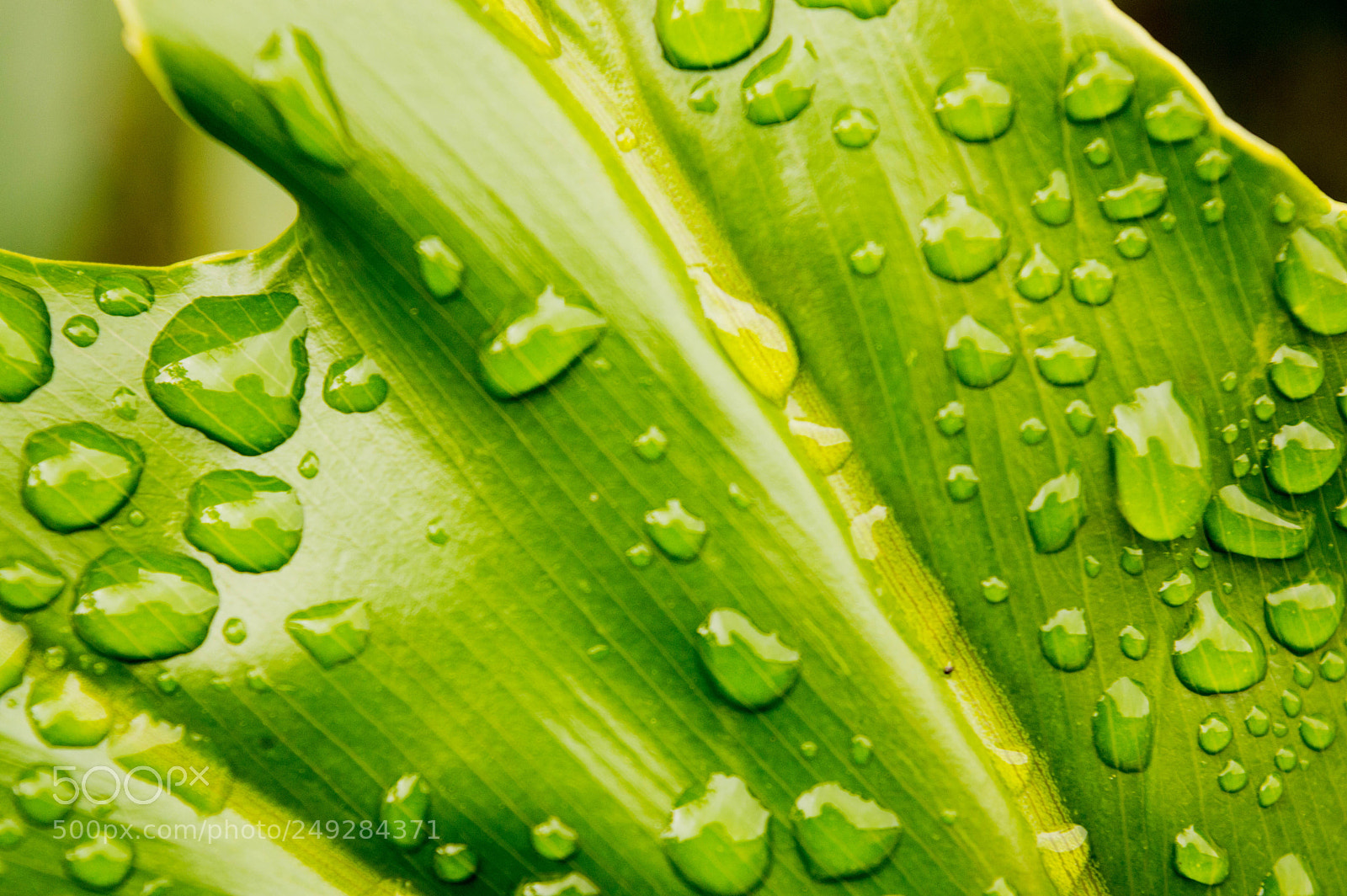 Nikon D3200 sample photo. Rain drops on leaves photography
