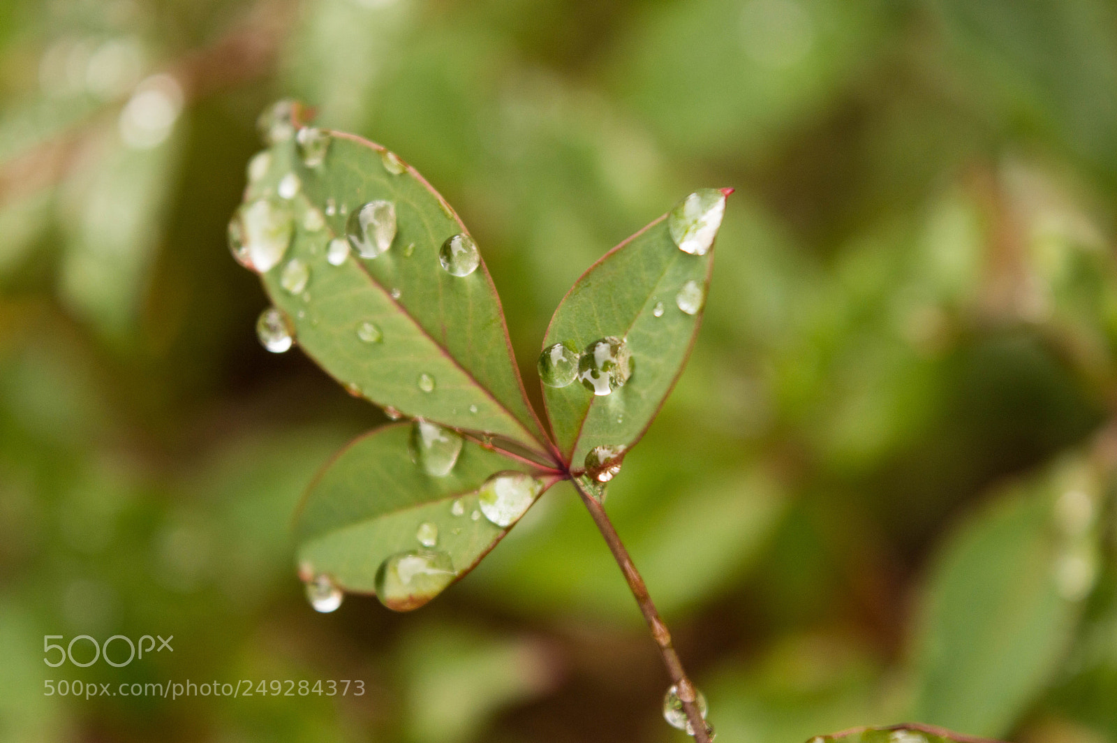 Nikon D3200 sample photo. Rain drops on leaves photography