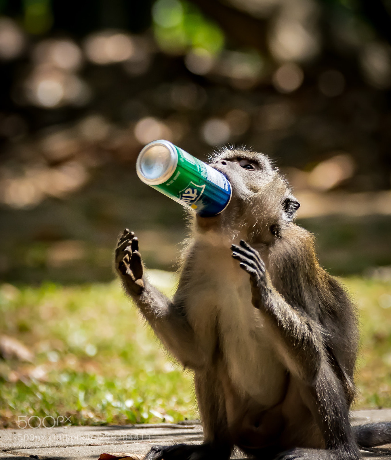 Nikon D5300 sample photo. A"humanized" monkey photography