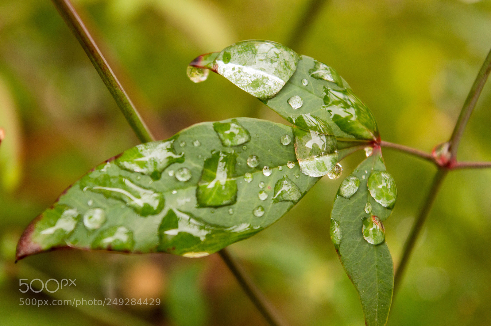 Nikon D3200 sample photo. Rain drops on leaves photography