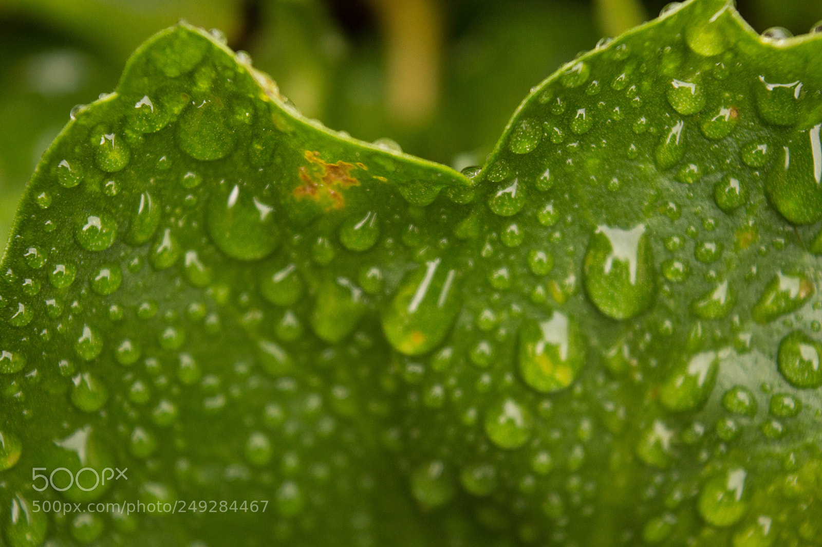 Nikon D3200 sample photo. Rain drops on leaves photography