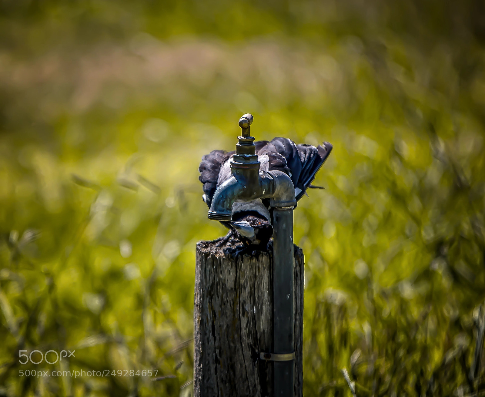Canon EOS 5D Mark IV sample photo. Thirsty magpie photography