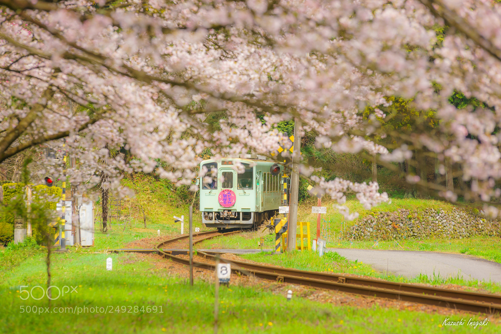 Sony a99 II sample photo. Cherry blossom train photography