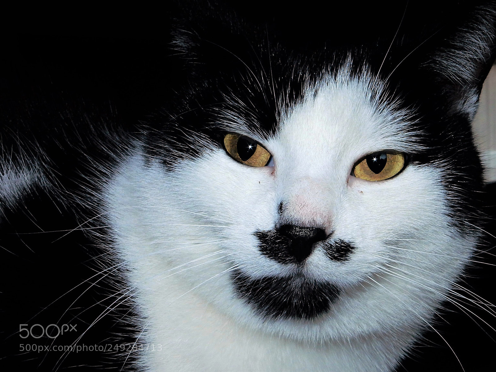 Nikon Coolpix S9900 sample photo. Cat eyes with attitude photography