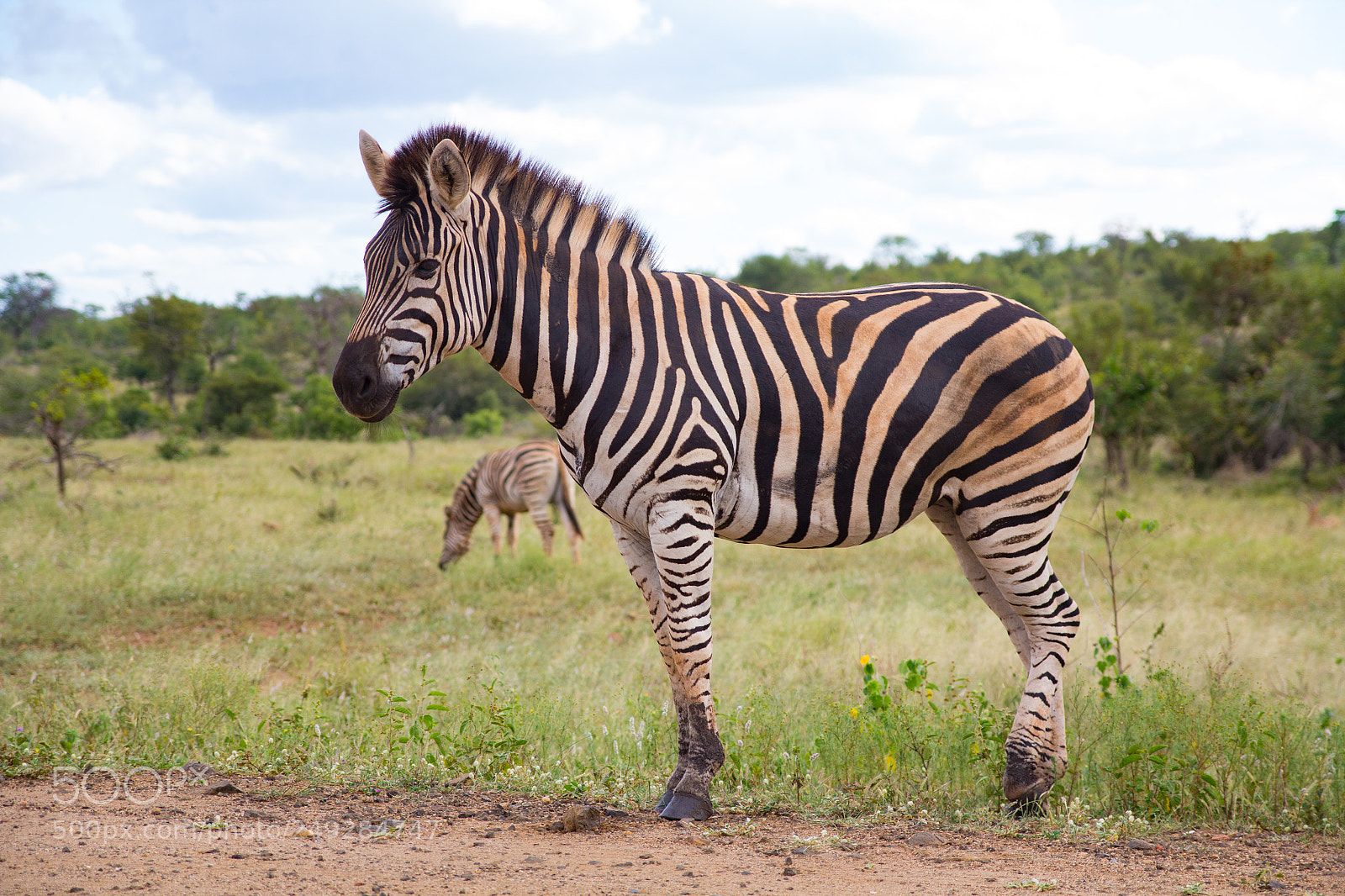 Canon EOS 60D sample photo. Zebra photography