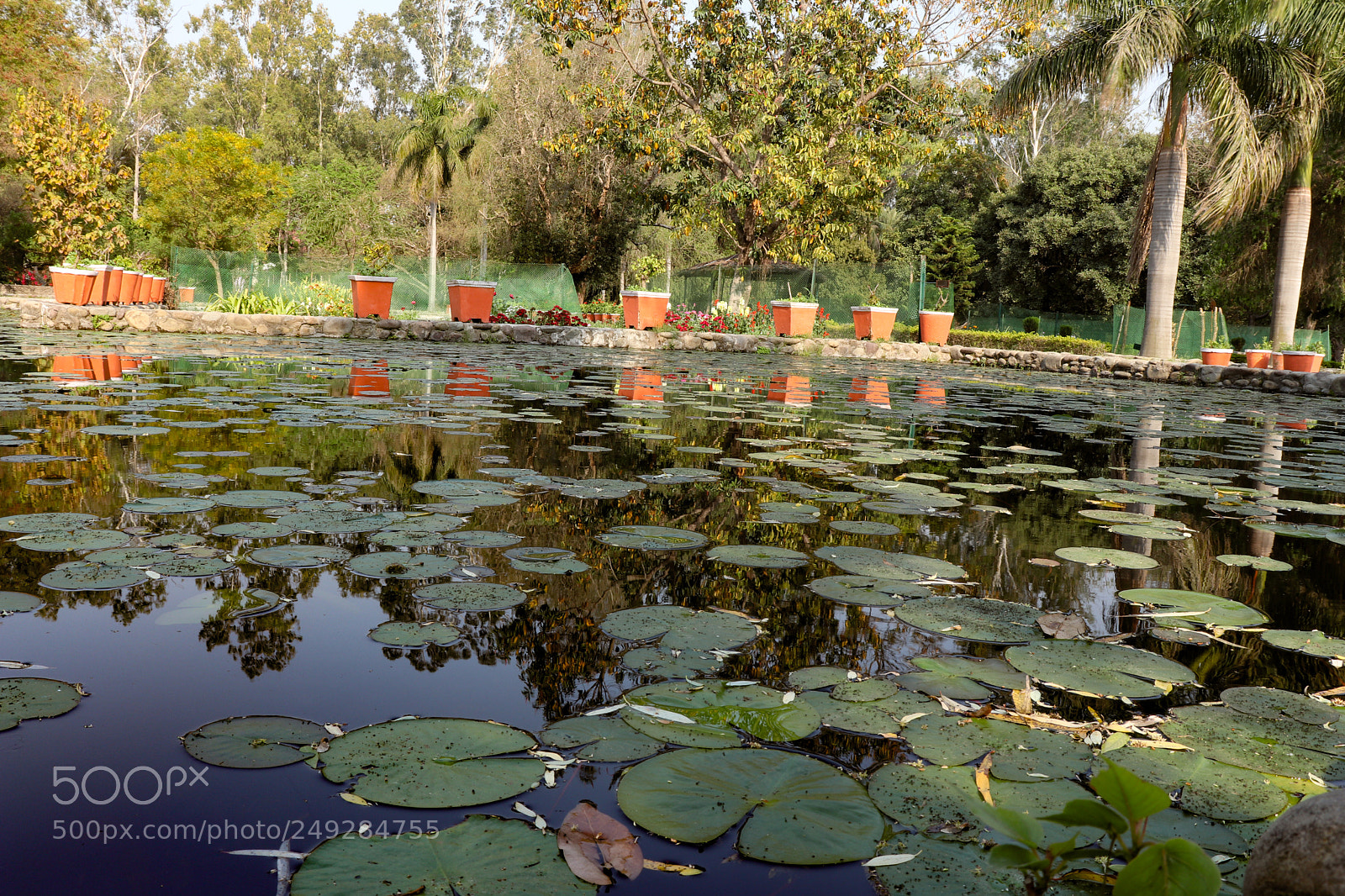 Canon EOS 200D (EOS Rebel SL2 / EOS Kiss X9) sample photo. Water lilies photography