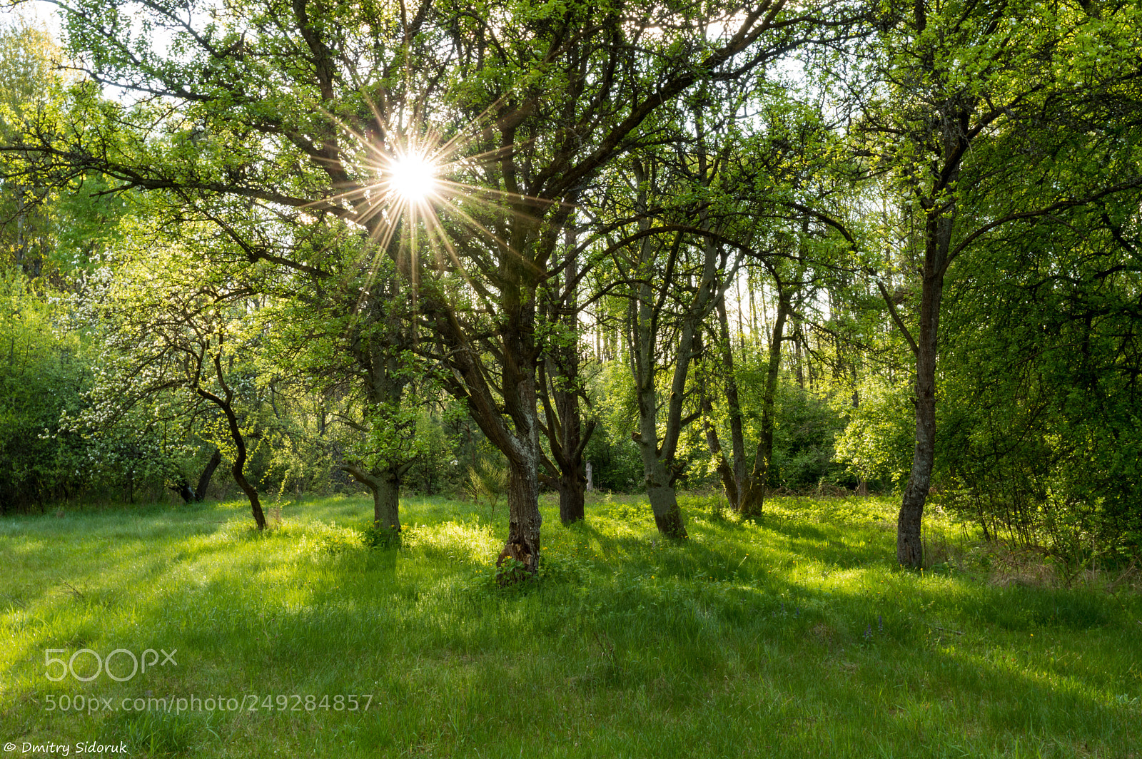Nikon D3200 sample photo. Spring light photography