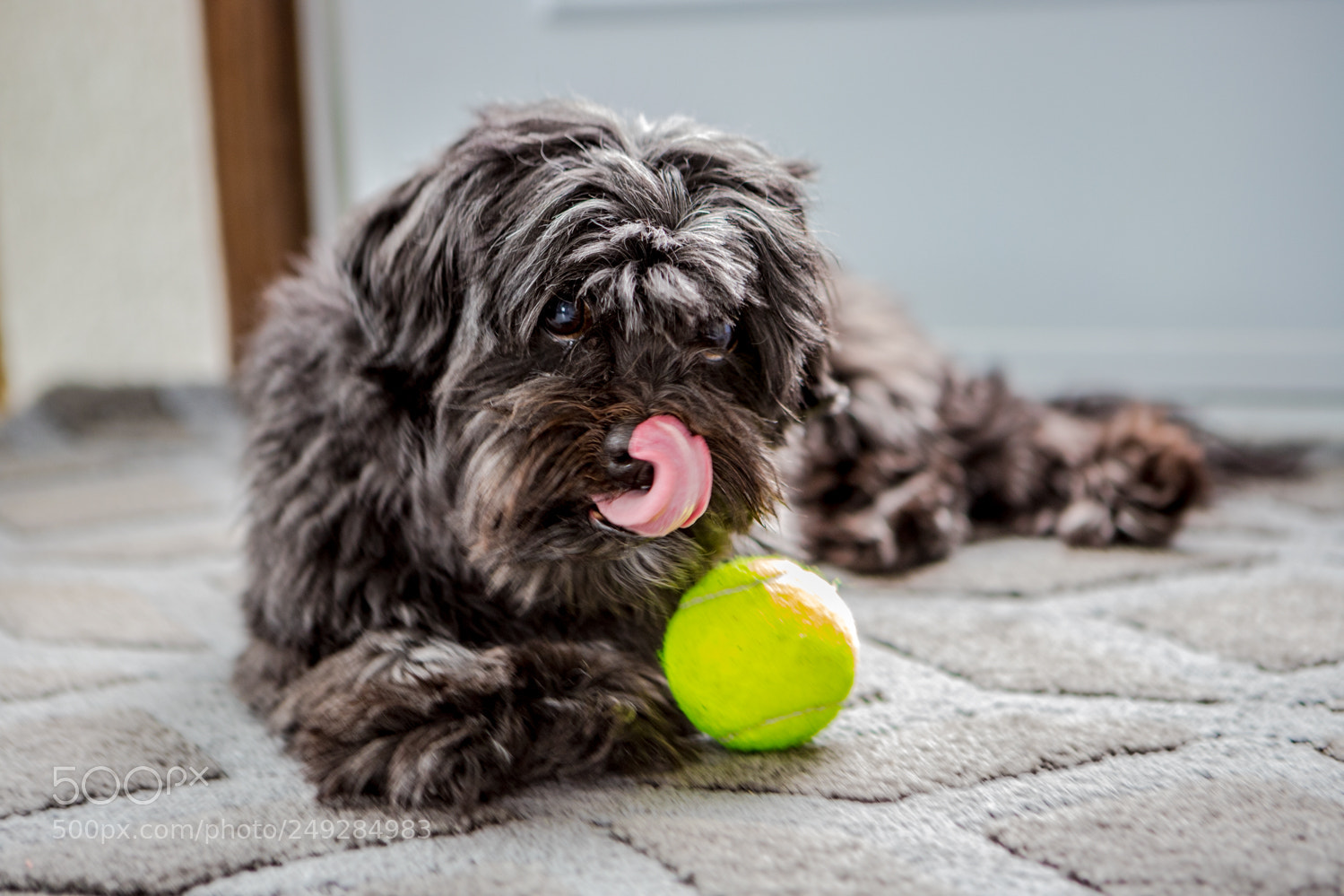 Canon EOS 6D Mark II sample photo. Leo my new friend photography