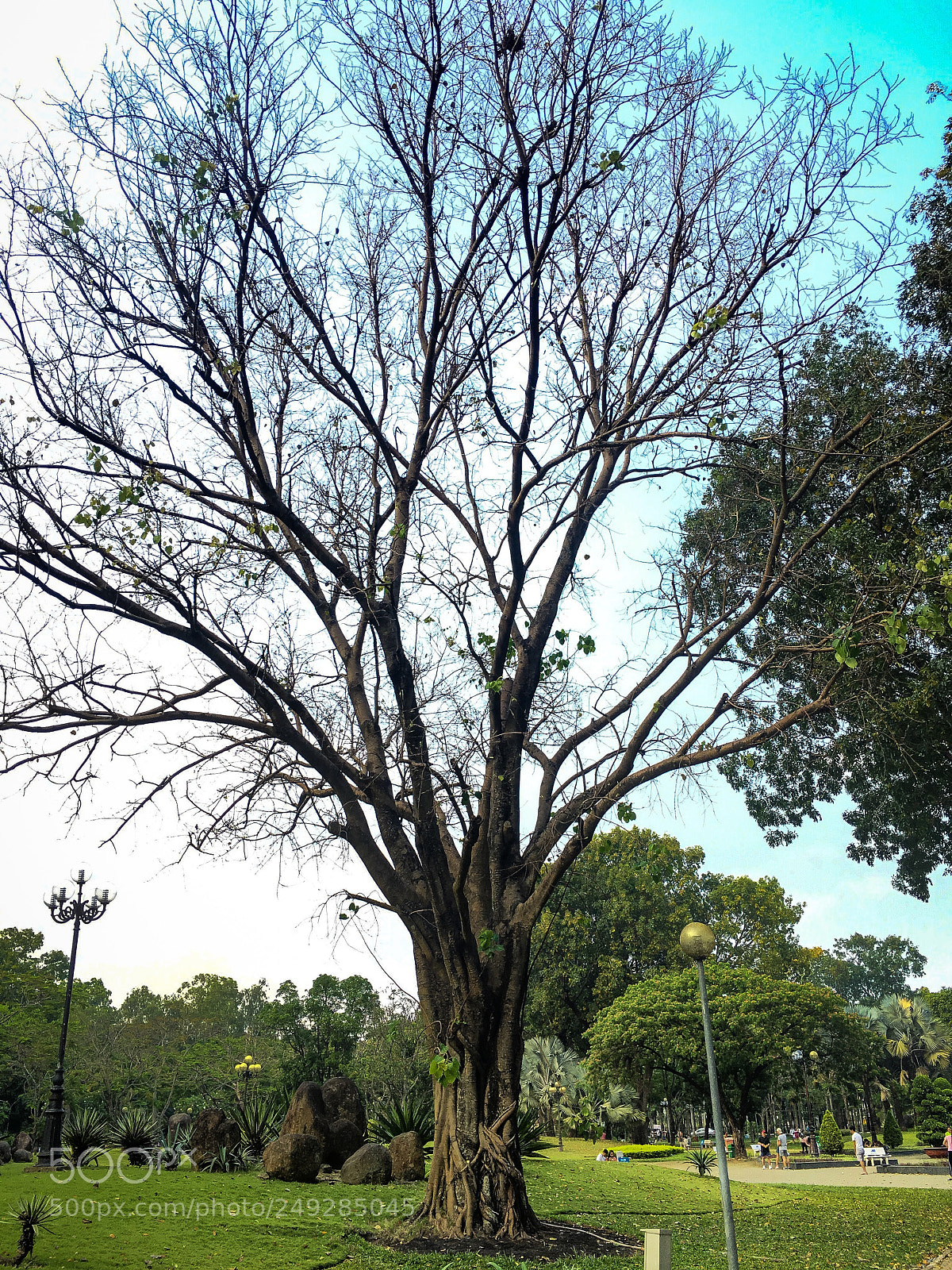 Apple iPhone 6s Plus sample photo. Treein the park photography