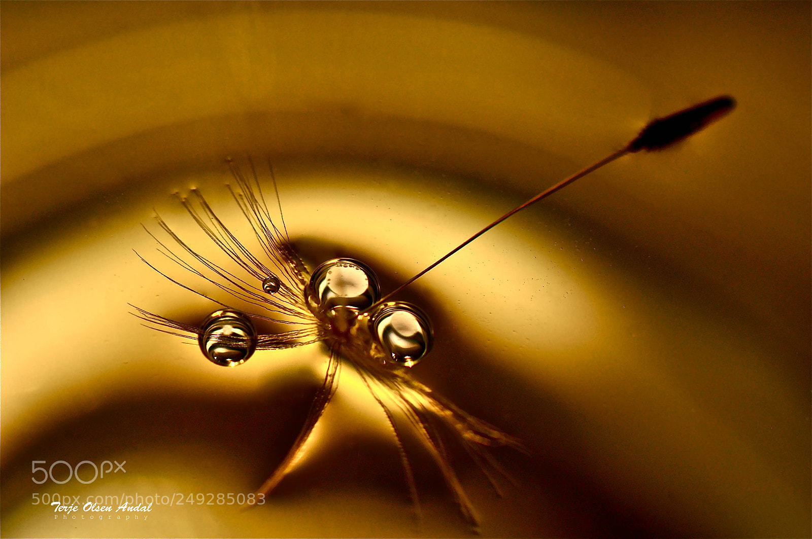 Nikon D90 sample photo. Golden dandelion photography
