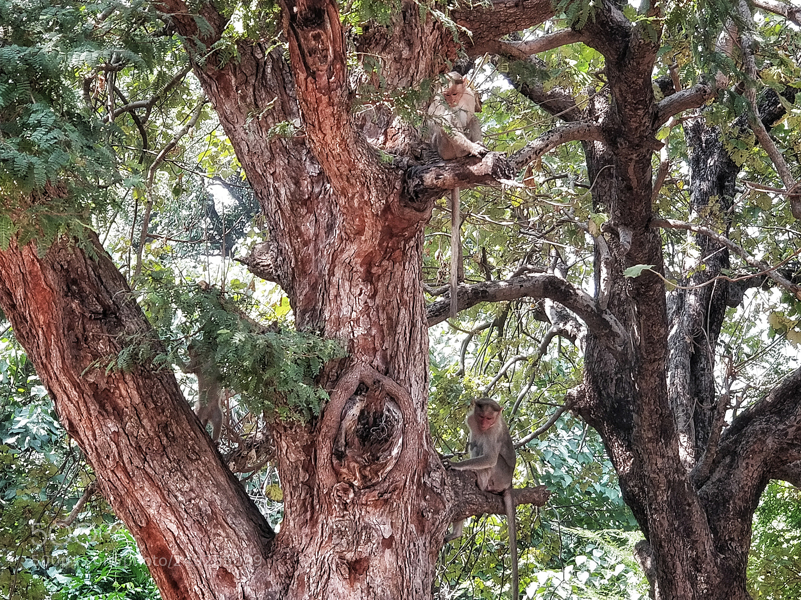 OnePlus 5 sample photo. Monkey photography