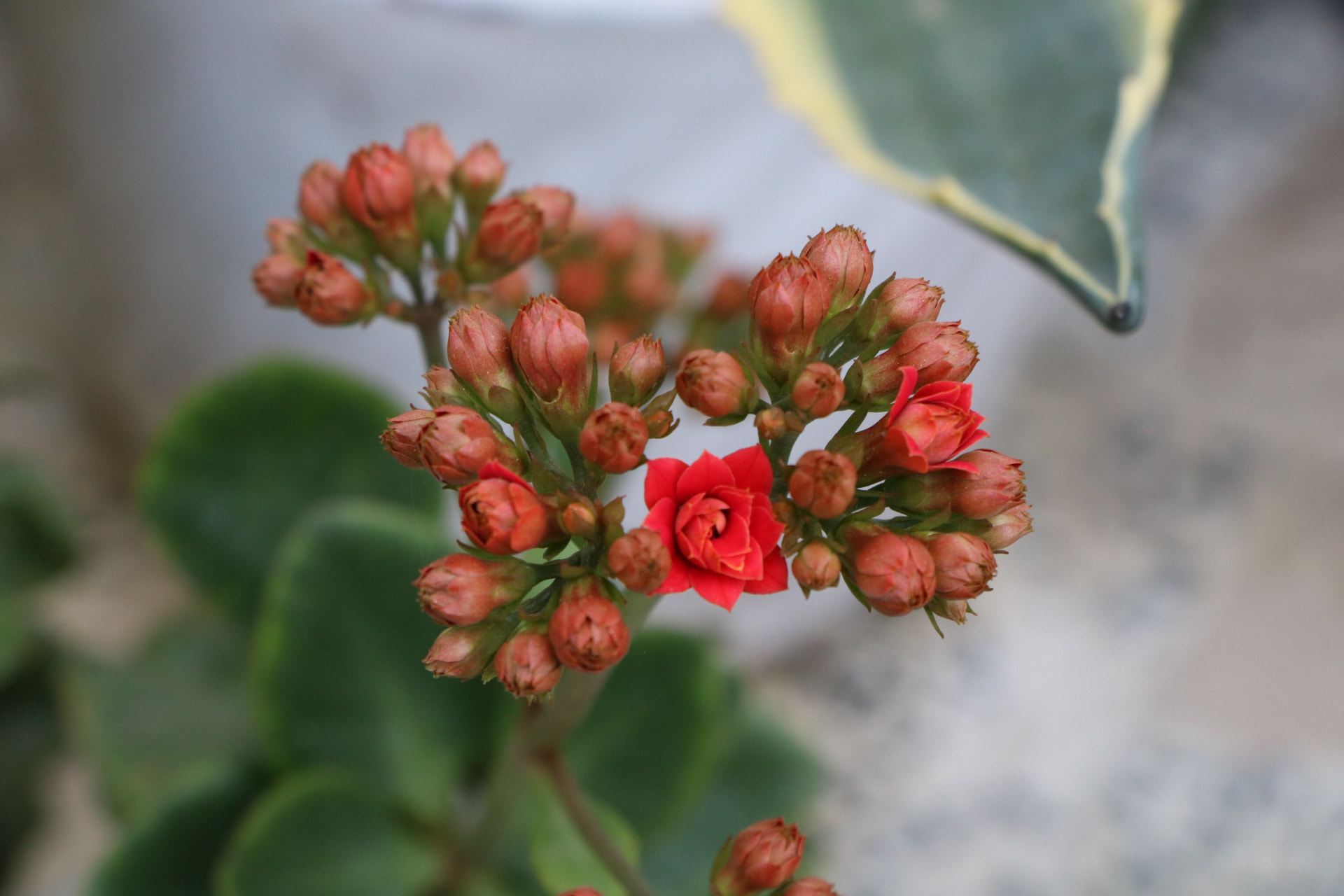 Canon EOS 760D (EOS Rebel T6s / EOS 8000D) sample photo