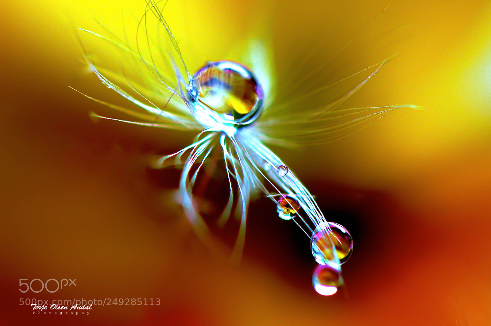 Nikon D800 sample photo. Dandelion dew photography