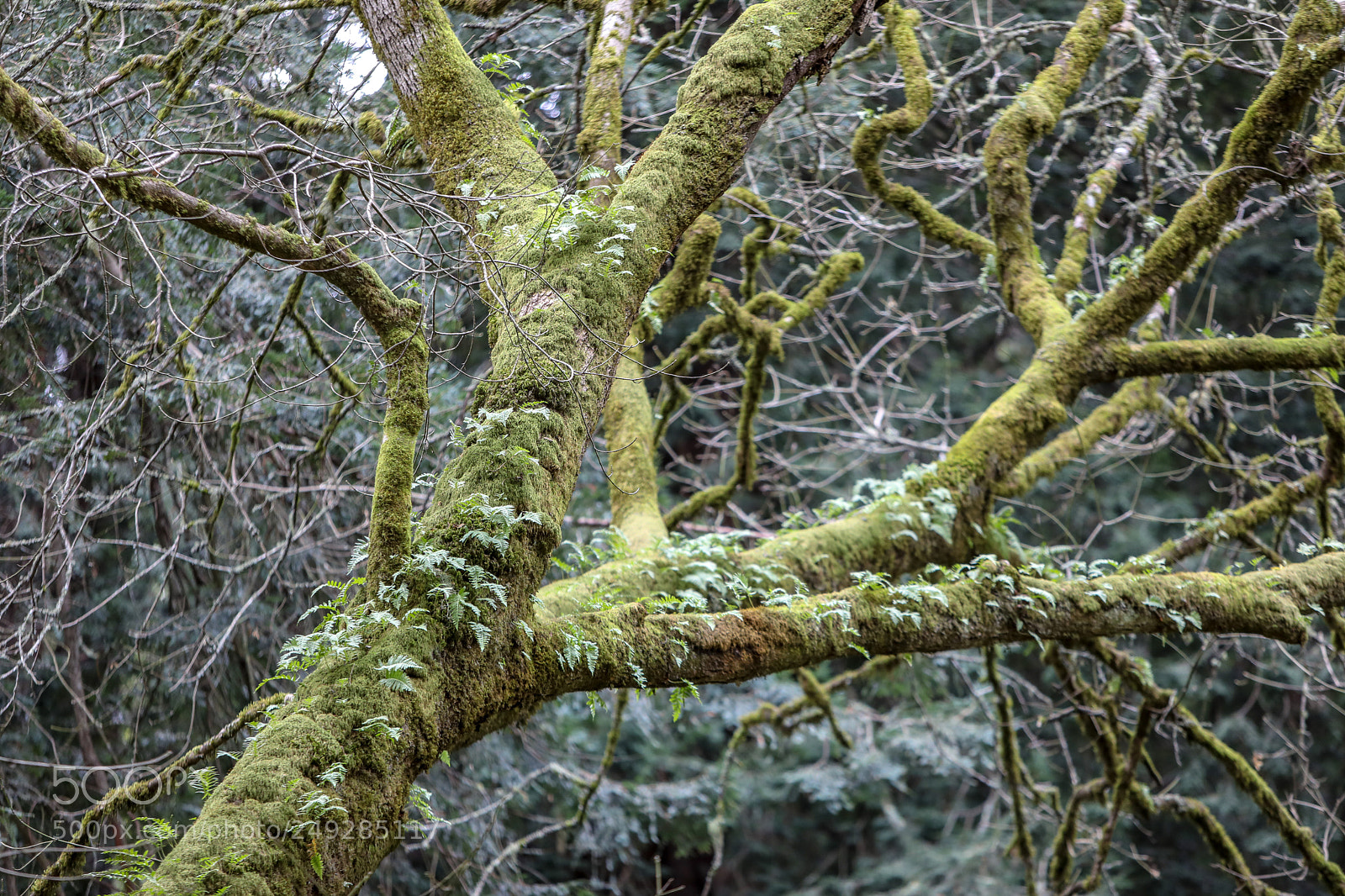Canon EOS 5D Mark IV sample photo. Mossy branch inside of photography