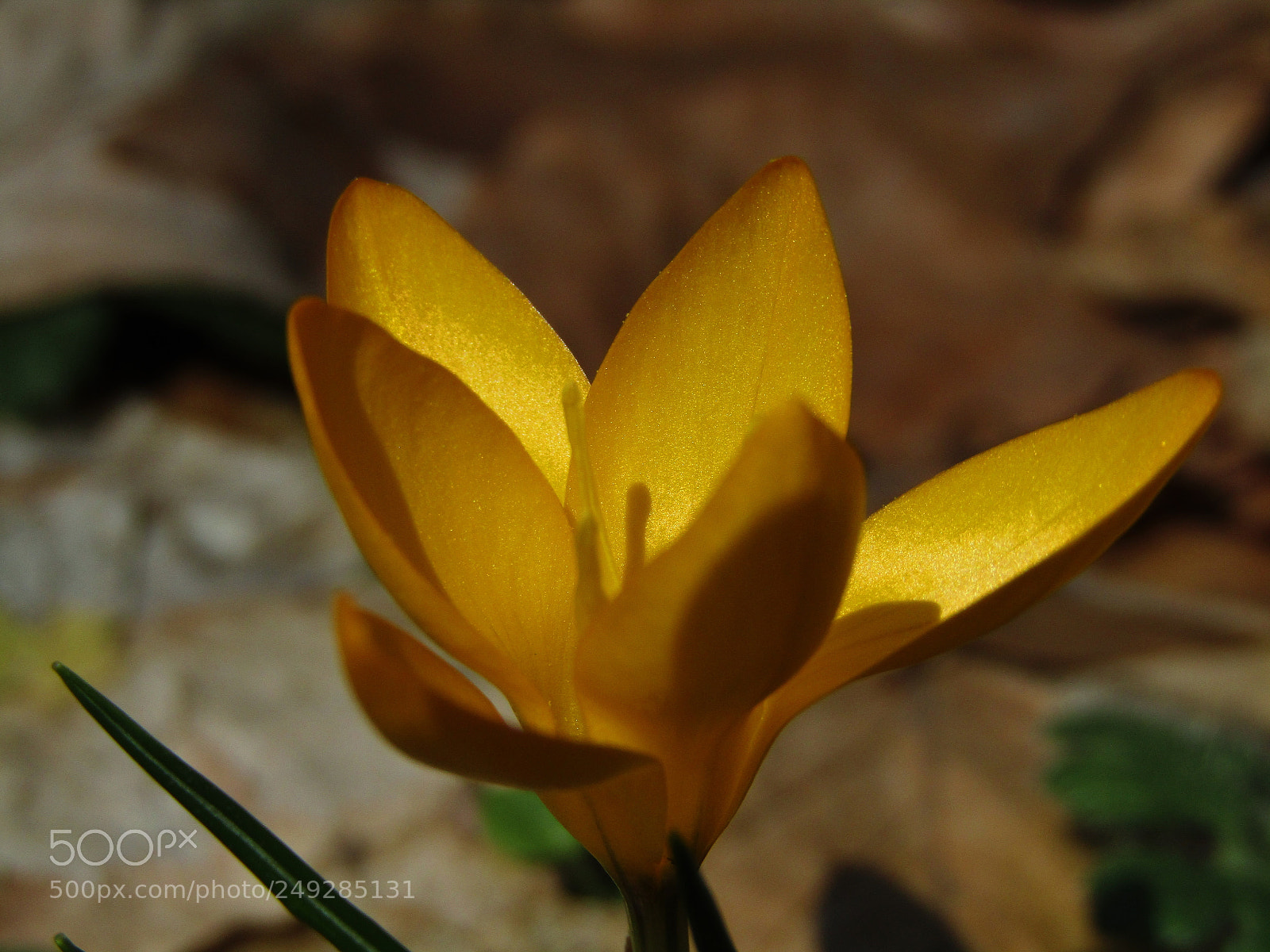 Canon PowerShot SX410 IS sample photo. Forest flower photography