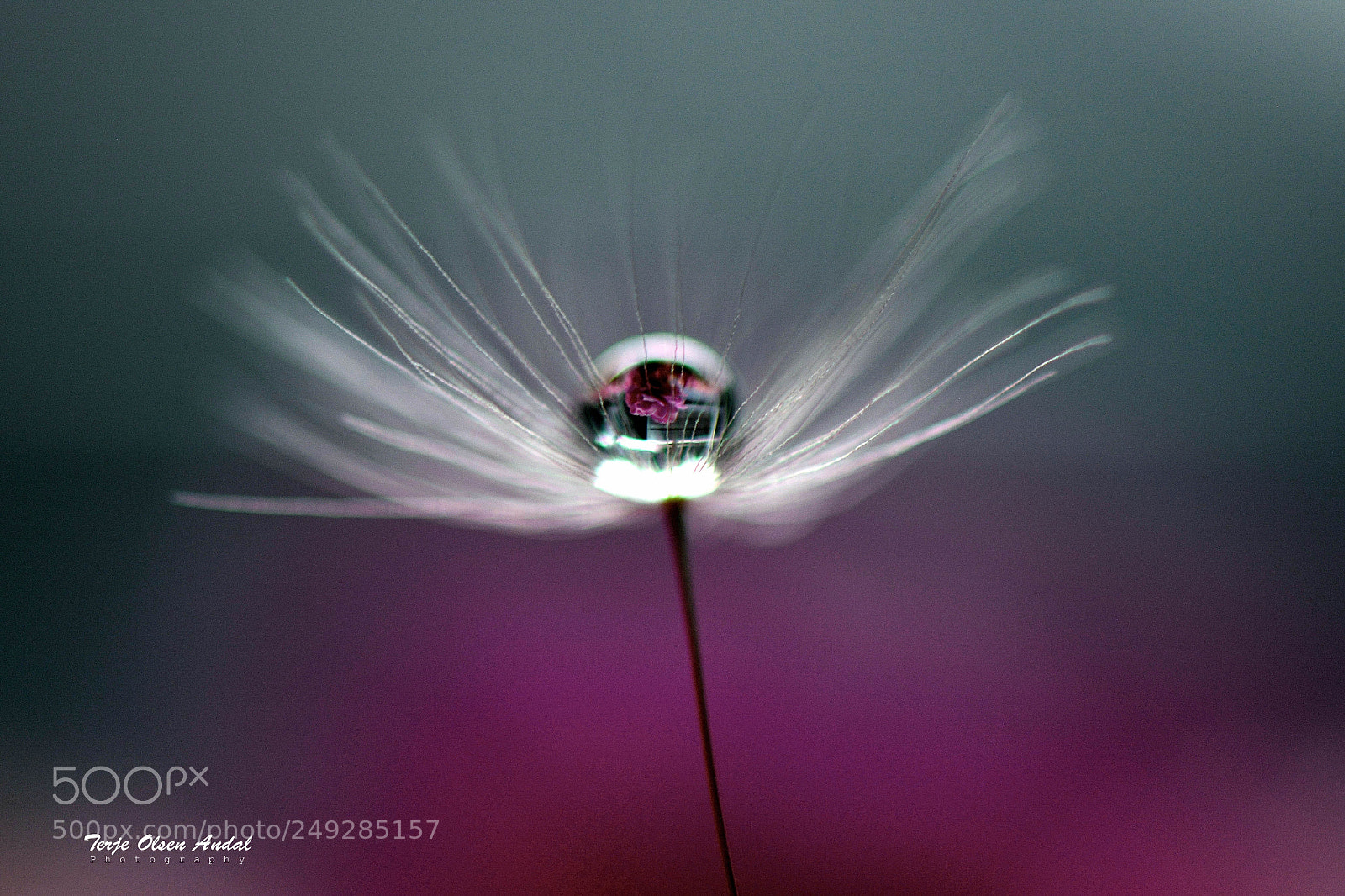 Nikon D800 sample photo. Dandelion umbrella photography