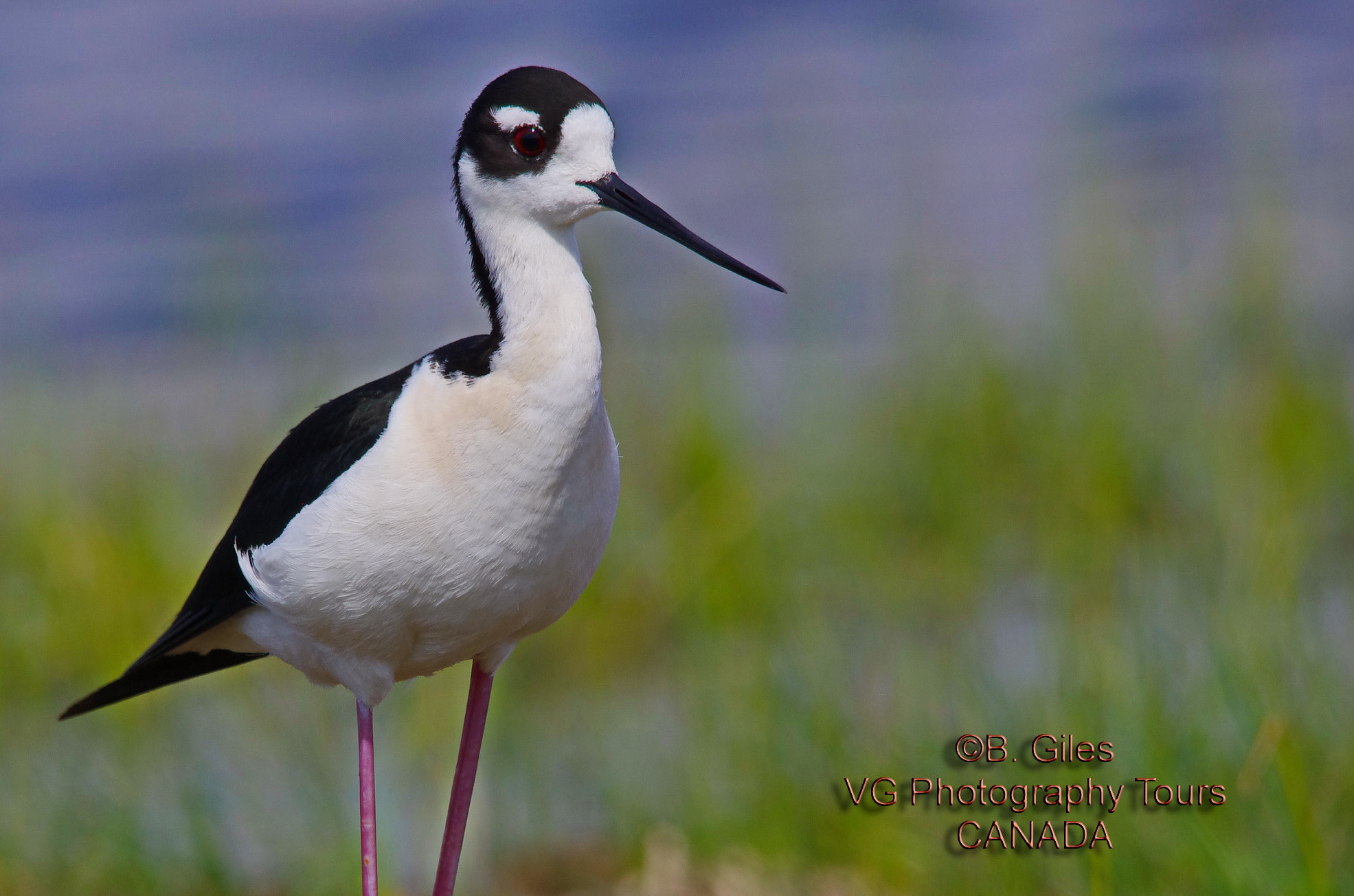 Sigma 150-500mm F5-6.3 DG OS HSM sample photo. Black-necked stilt photography