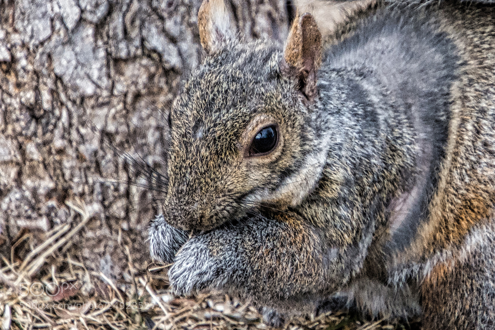 Nikon D7200 sample photo. Same squirrel different view photography