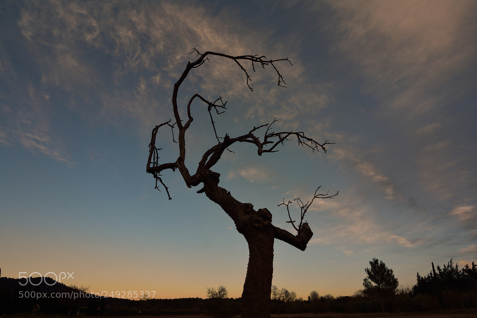 Nikon D7100 sample photo. His majesty photography