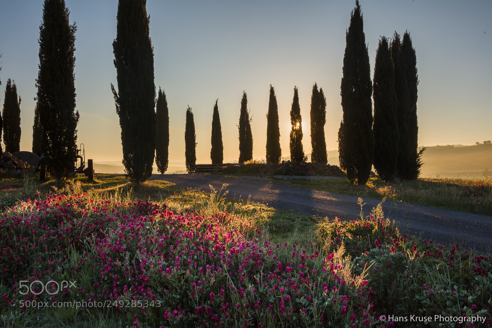 Canon EOS 5DS R sample photo. Cypress in morning light photography