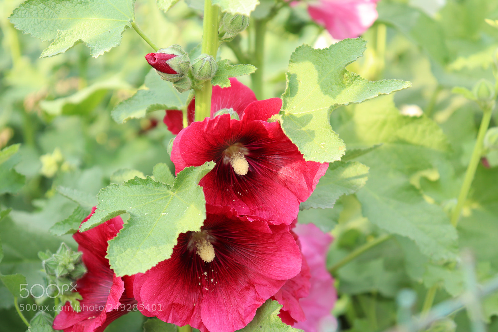 Canon EOS 200D (EOS Rebel SL2 / EOS Kiss X9) sample photo. Red flower photography