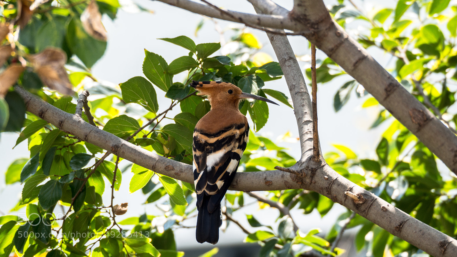 Olympus OM-D E-M10 II sample photo. African hoopoe photography
