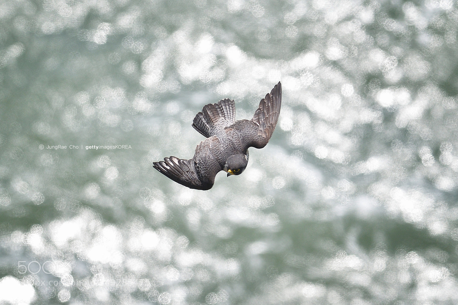 Nikon D500 sample photo. Falcon & sea photography