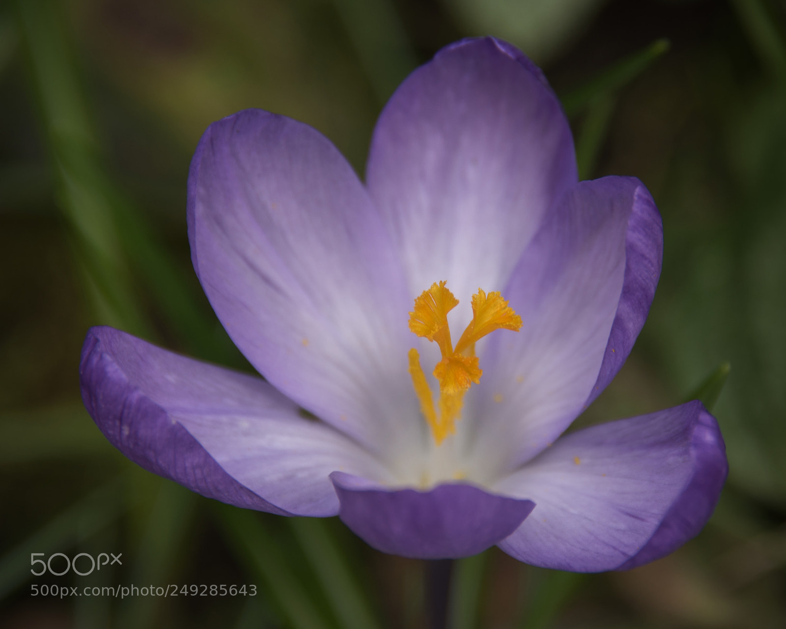 Nikon D810 sample photo. A touch of spring photography