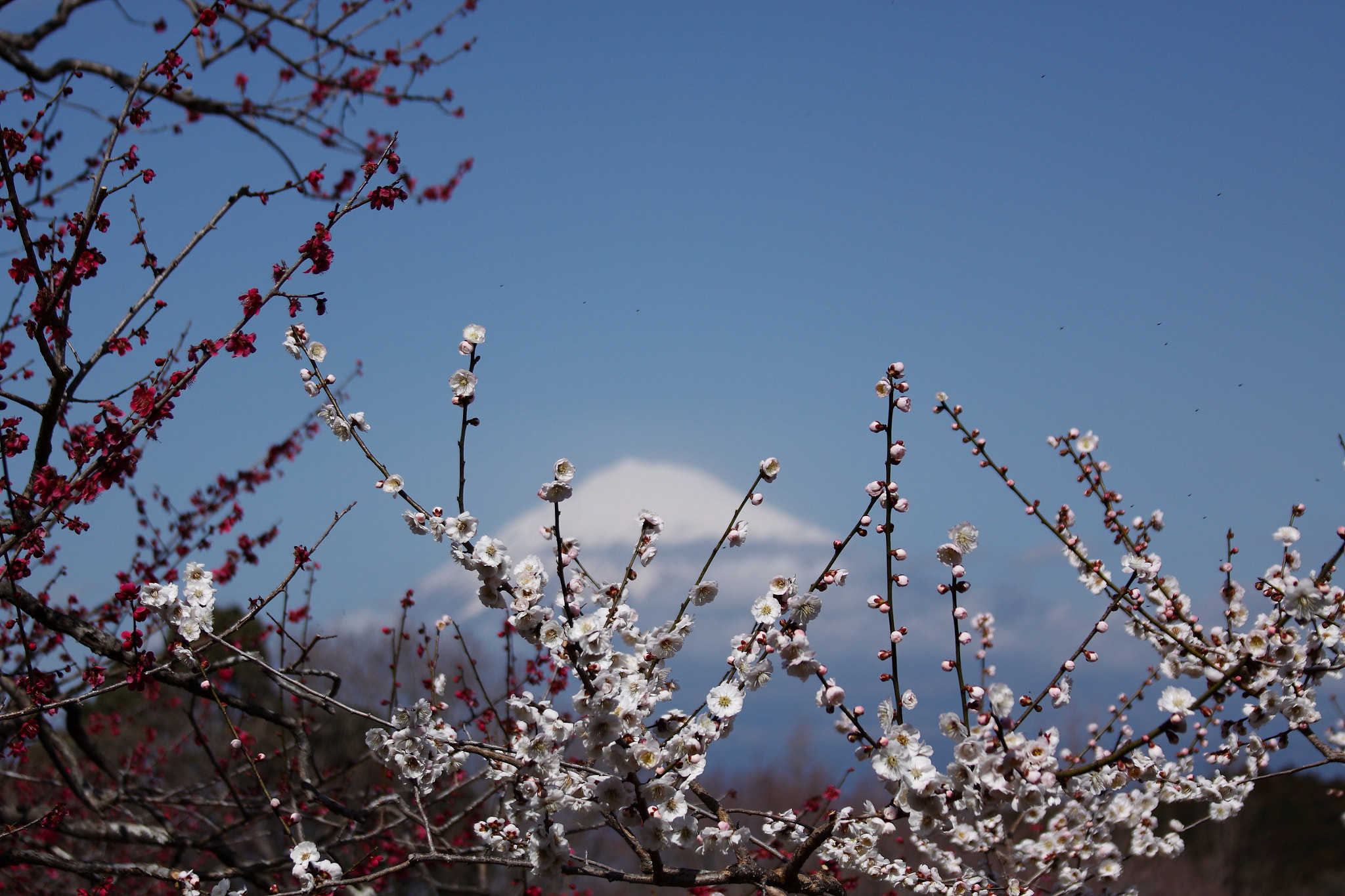 Canon EF 28-135mm F3.5-5.6 IS USM sample photo. Iwamoto mountain park photography