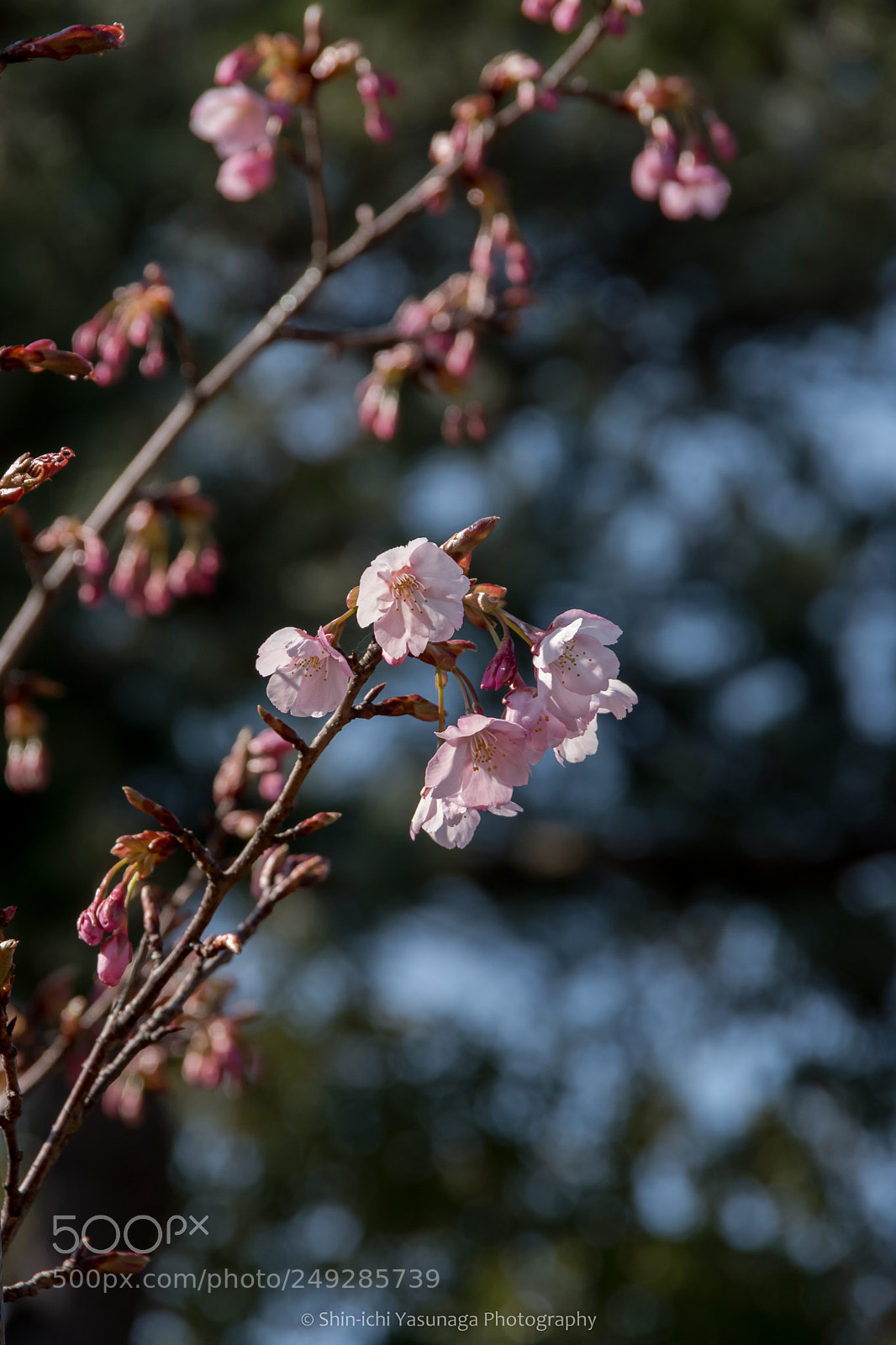 Pentax K-70 sample photo. Spring is coming! photography