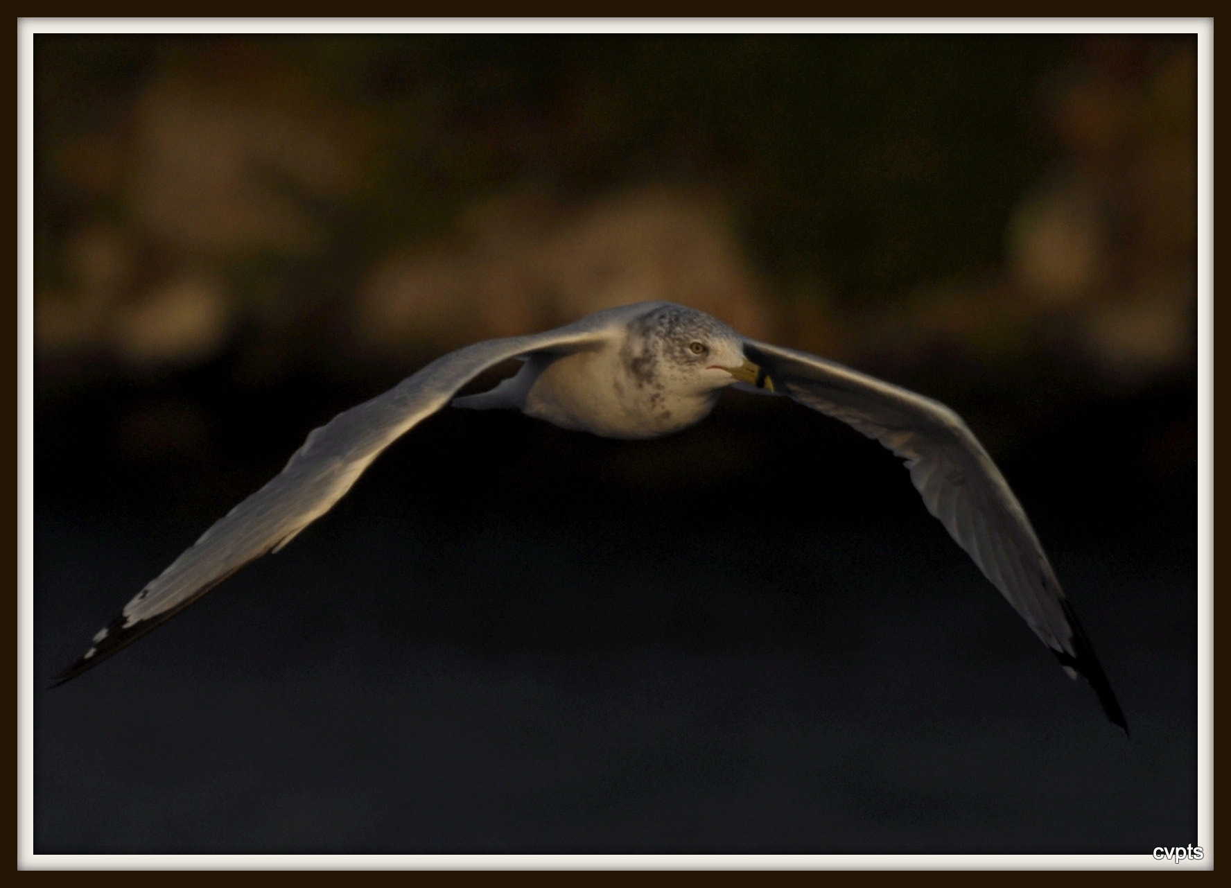 Nikon D90 sample photo. Completely free photography