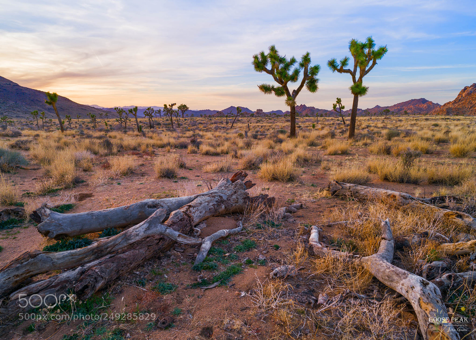 Sony a7R II sample photo. Gray wood joshua trees photography