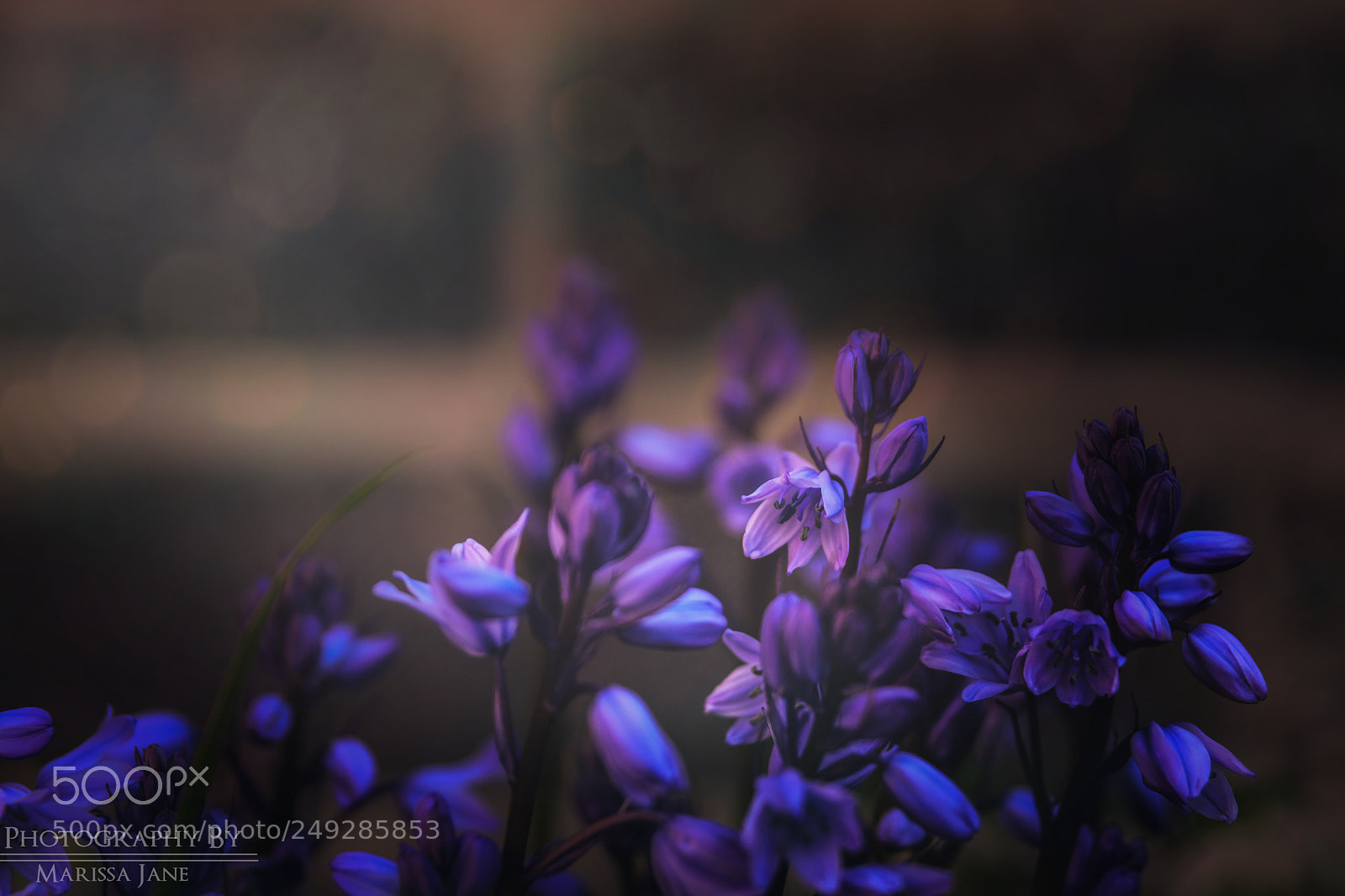 Nikon D7100 sample photo. Purple beauties photography