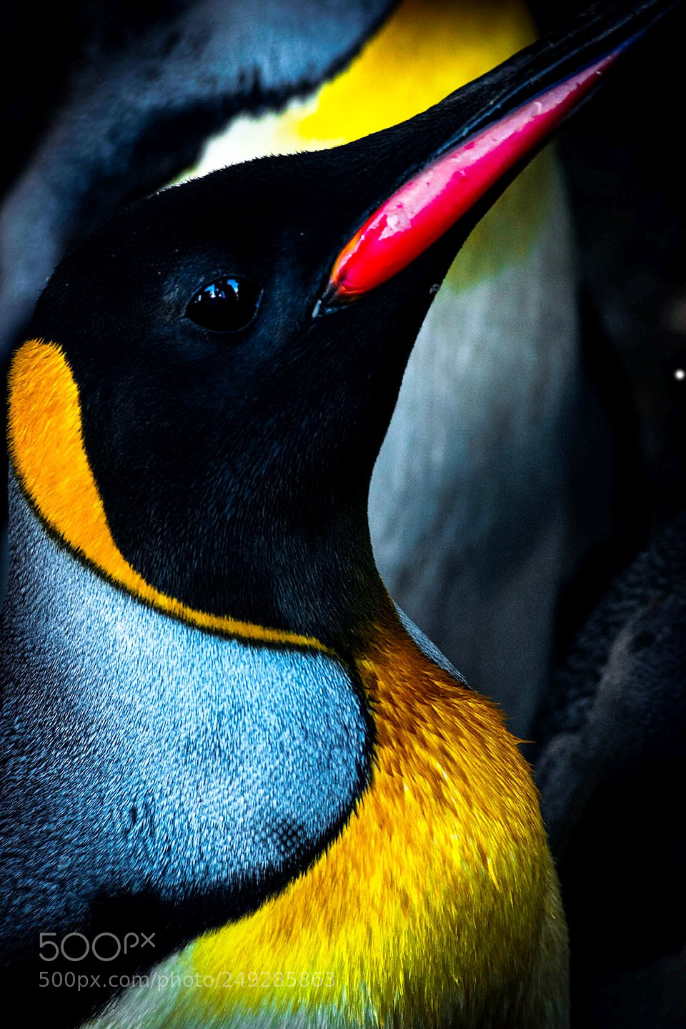 Nikon D3300 sample photo. Pinguino real / pinguino rey photography