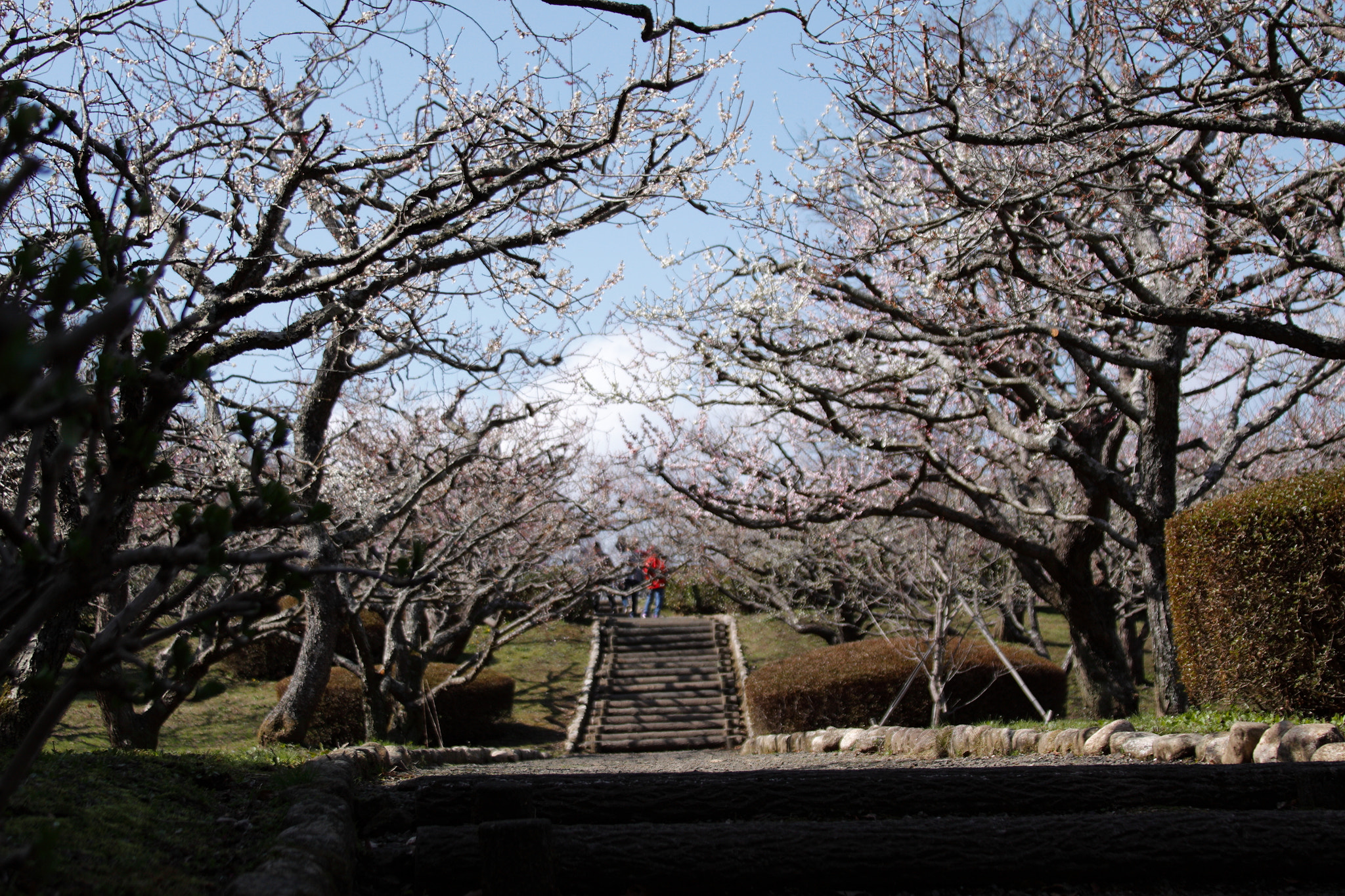 Canon EF 28-135mm F3.5-5.6 IS USM sample photo. Iwamoto mountain park photography