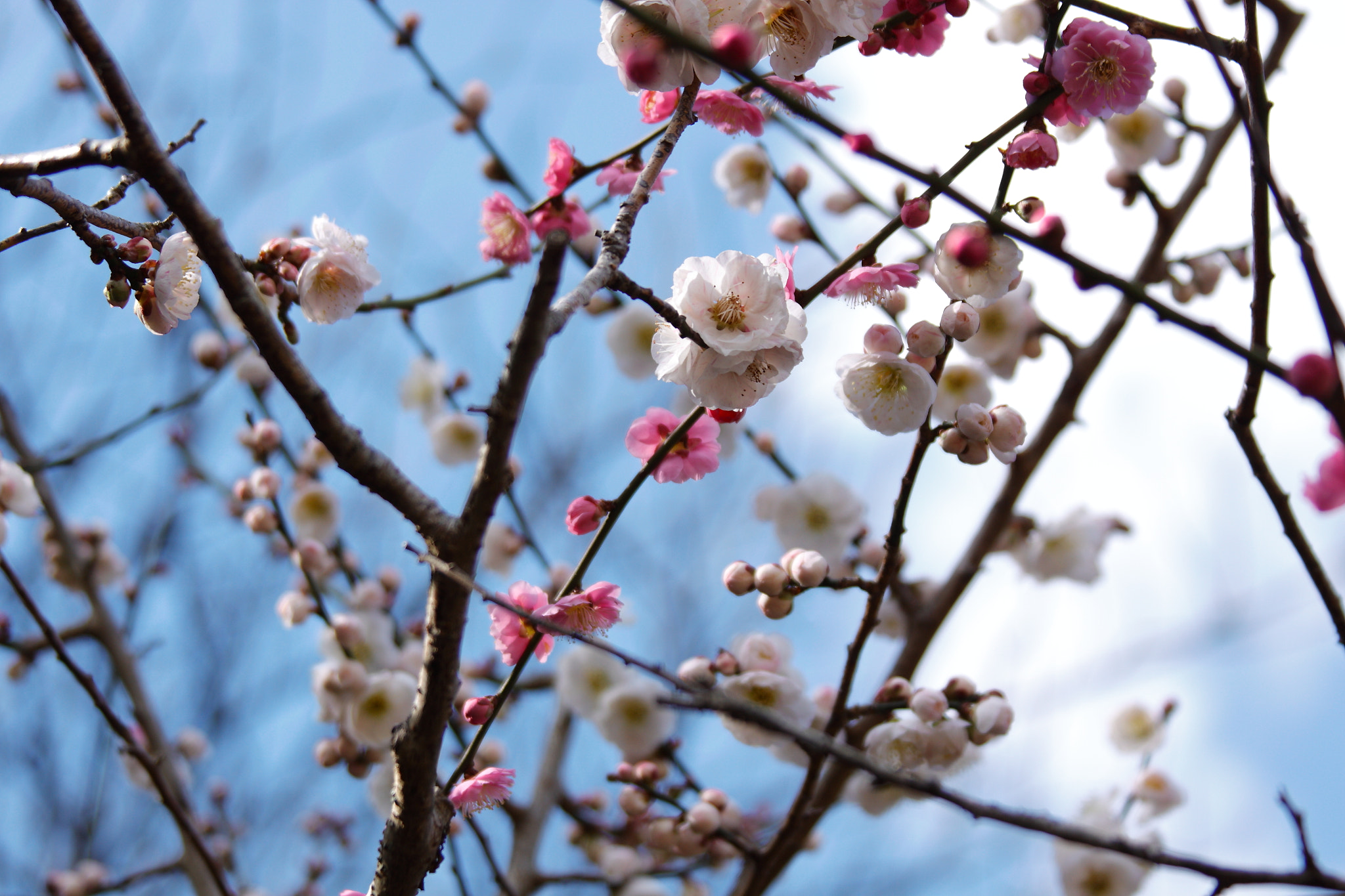 Canon EF 28-135mm F3.5-5.6 IS USM sample photo. Iwamoto mountain park photography