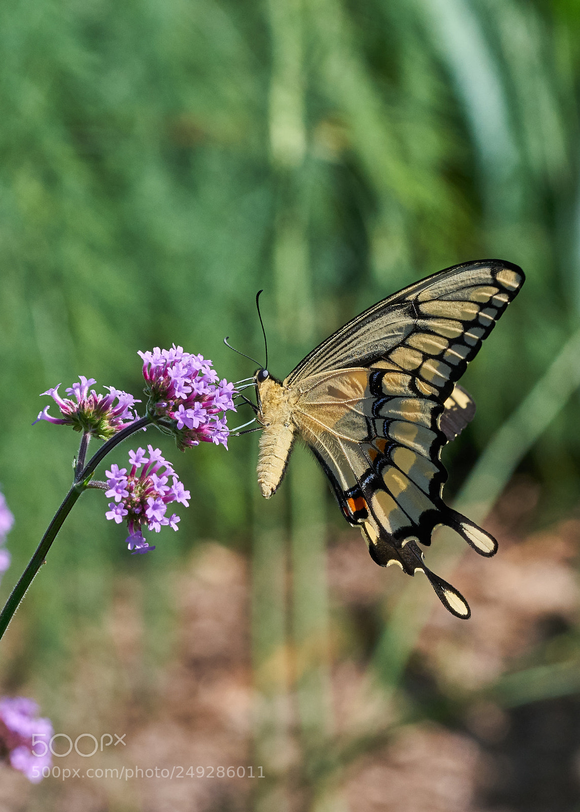 Sony a7R II sample photo. Giant swallowtail photography