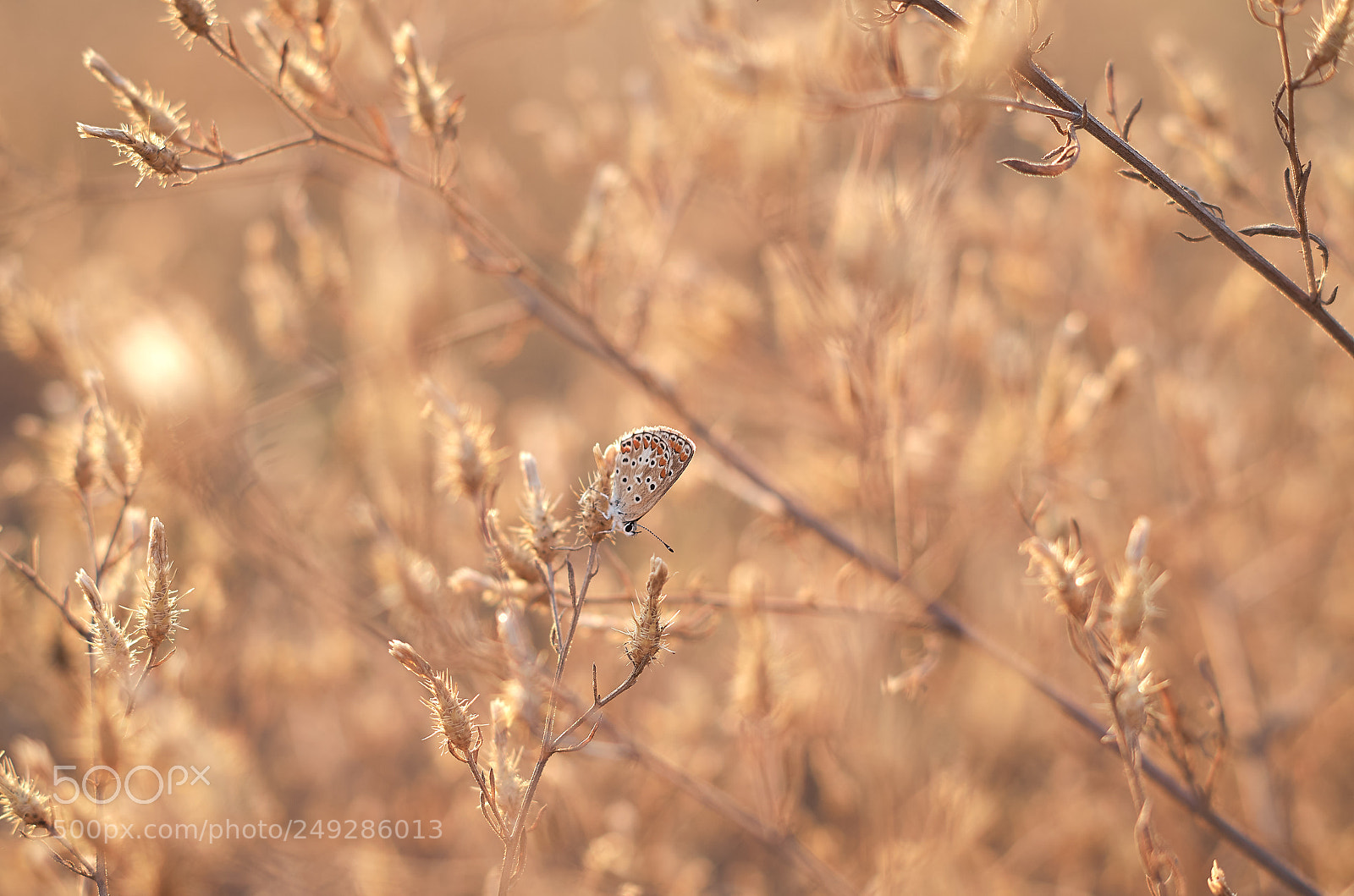 Pentax K-30 sample photo. A little butterfly photography