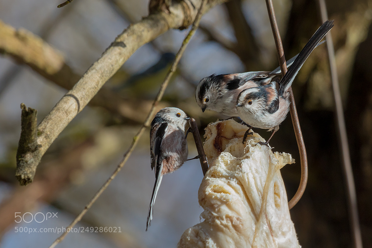 Canon EOS 7D Mark II sample photo. Hungrige schwanzmeisen photography